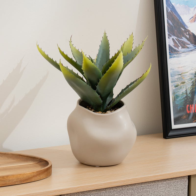 Scottish Everlastings Green 30Cm Aloe In Ceramic Pot