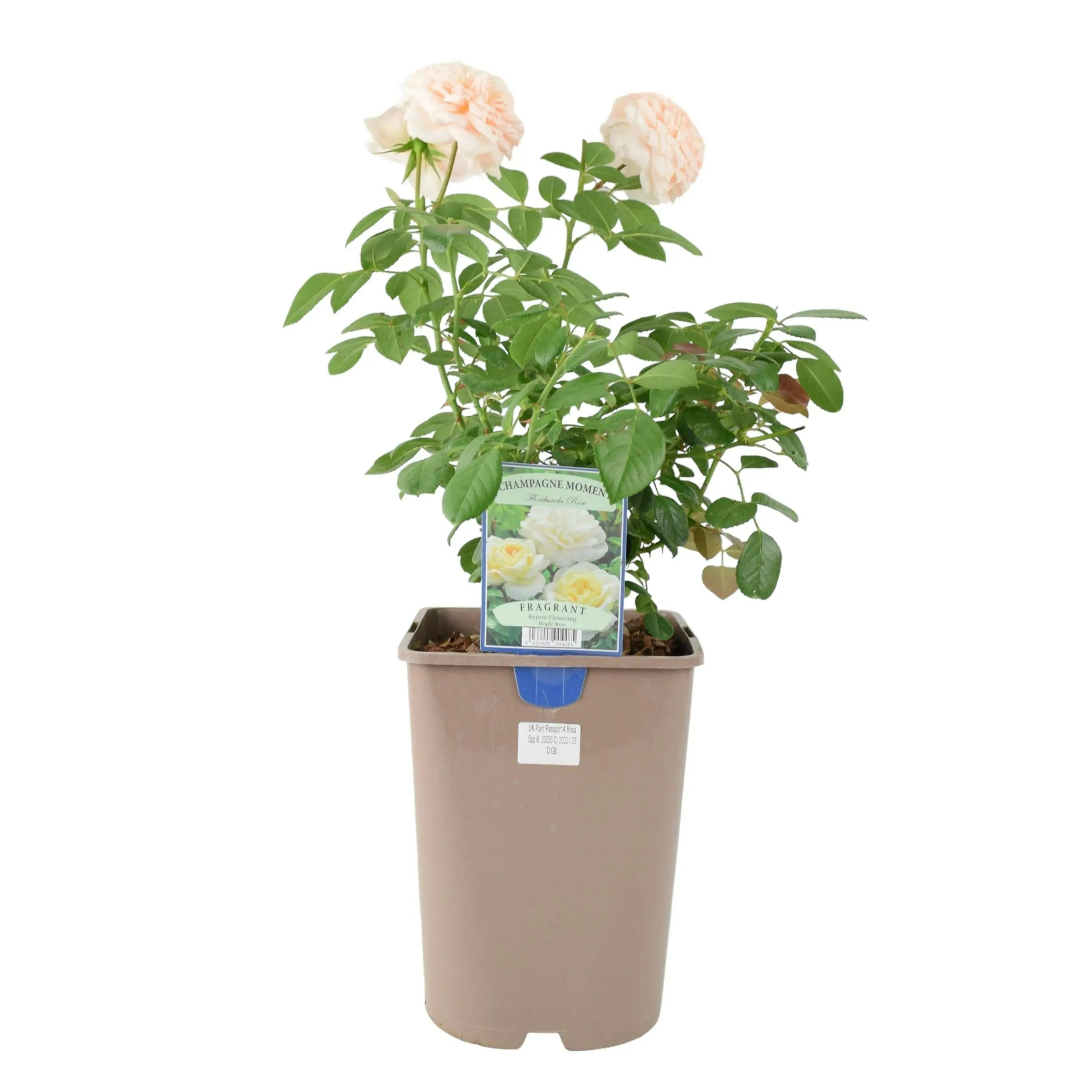Plants By Post Cream/Green Champagne Moment Rose 5.5L Pot - Fragrant Patio Rose Bush For Small Gardens - No Container