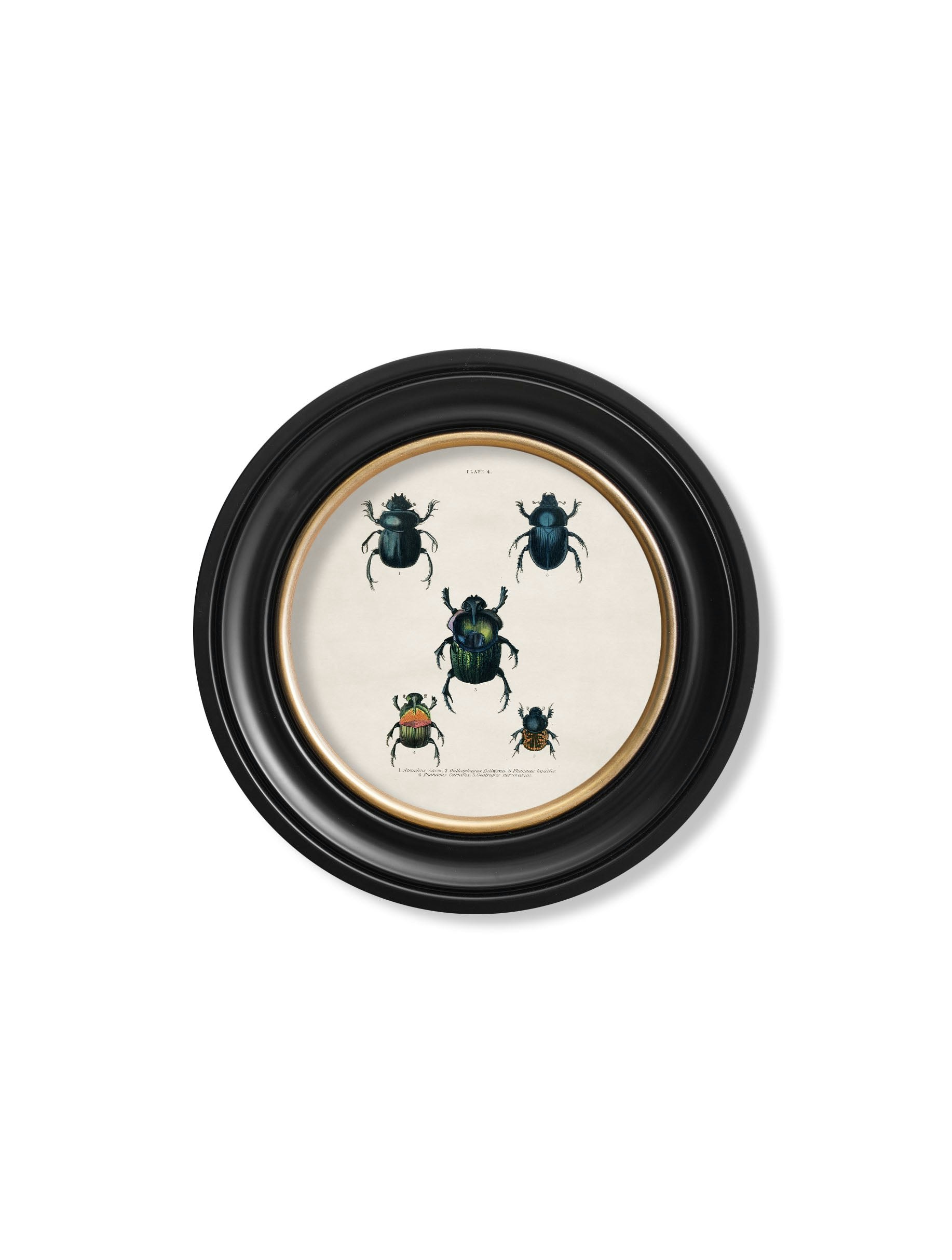 Rackhams Black C.1836 Beetle Plates - Round Frame - 44 X 44Cm - Plate 4