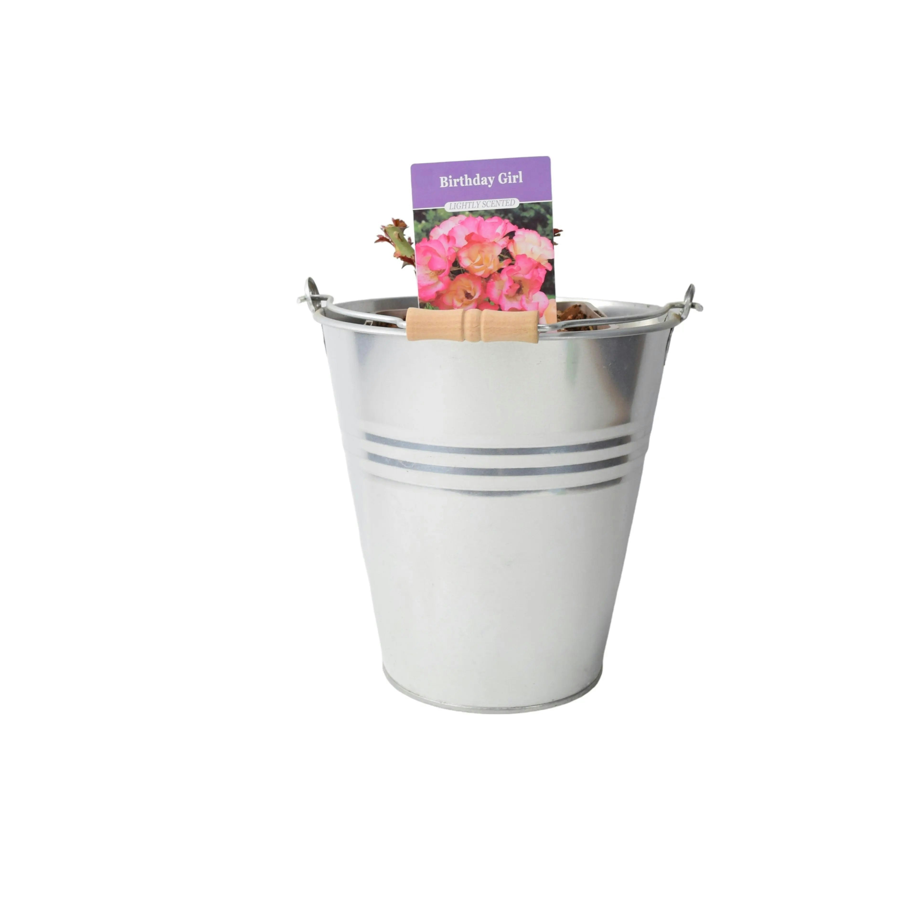 Plants By Post Girls Cream/Pink Rose Birthday Pots 5.5L Pot And Blooms - Metal Zinc Pail