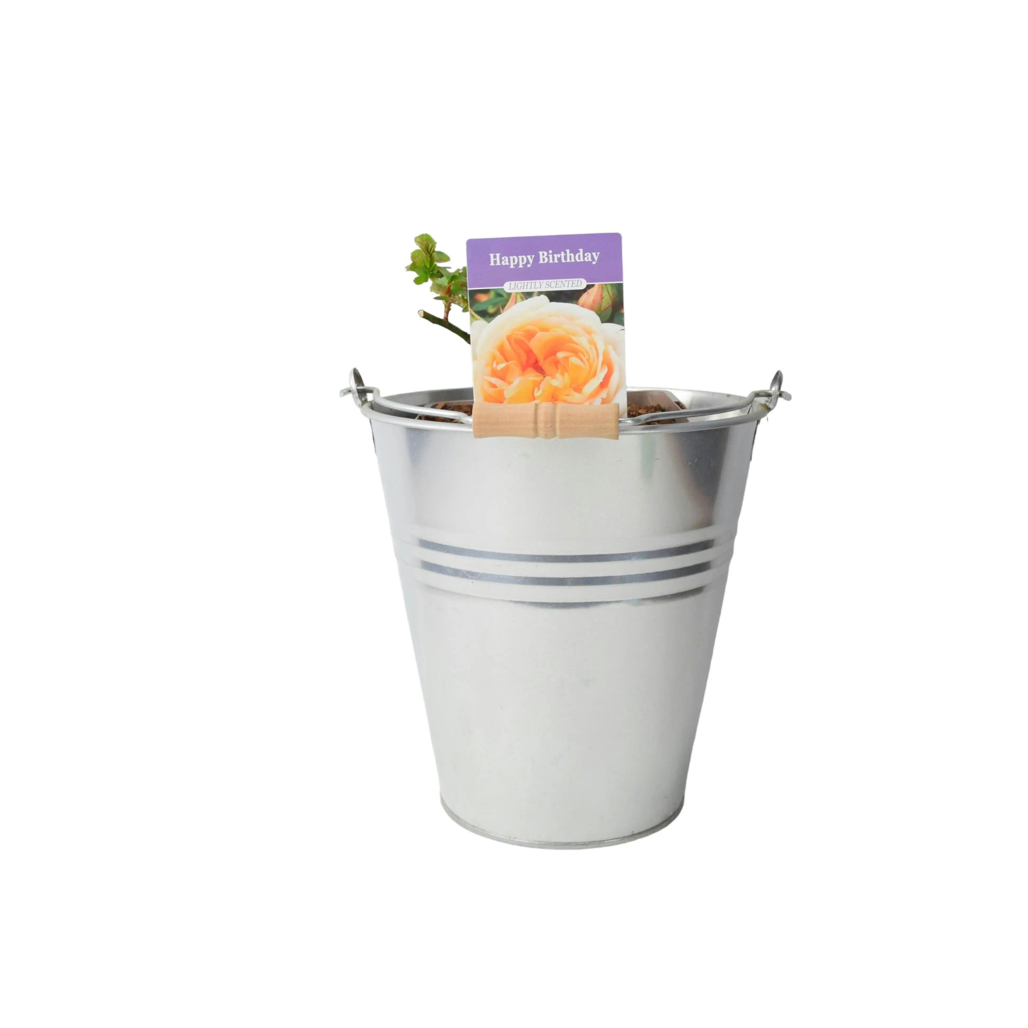 Plants By Post Cream Happy Birthday Floribunda Rose - Blooms In 5.5L Pot - Metal Zinc Pail