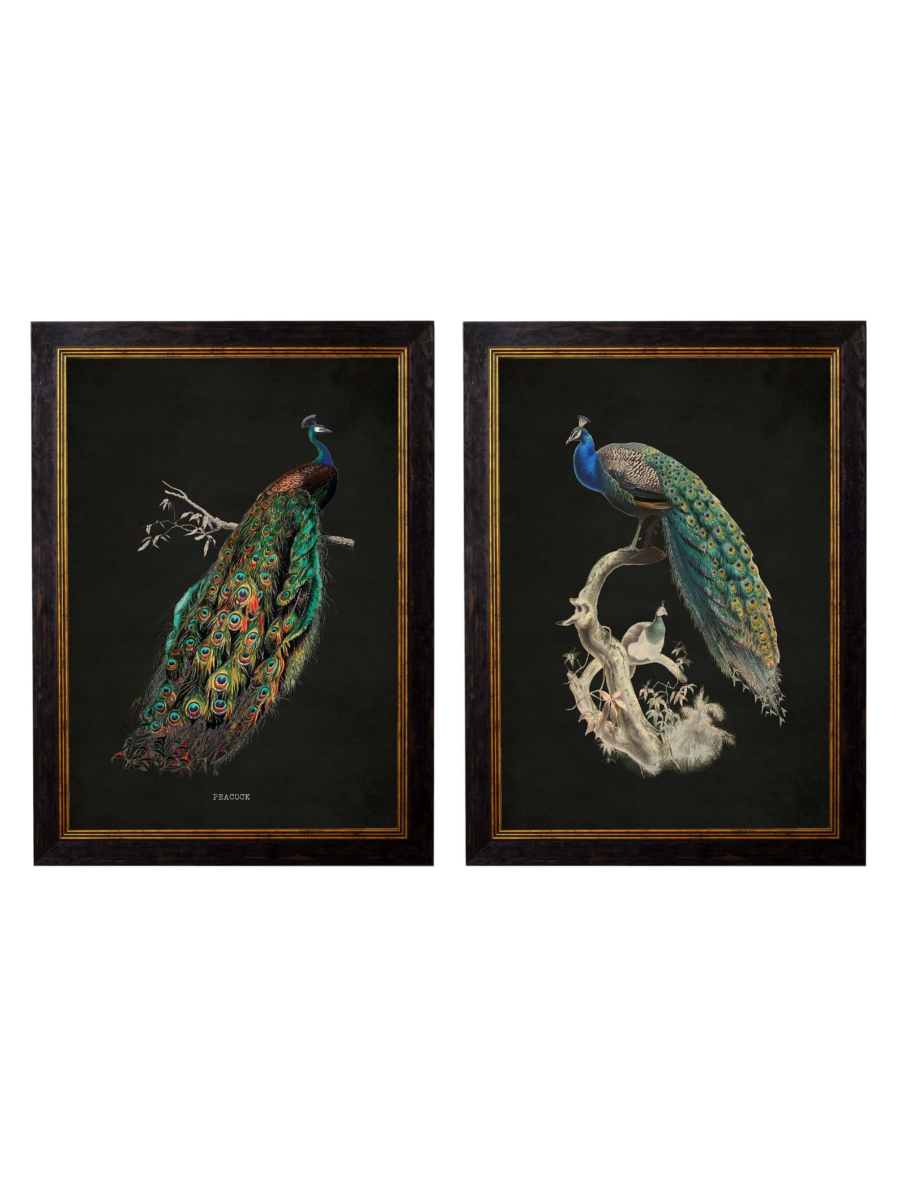 Rackhams Dark/Black C.1847 Peacocks - 70 X 95Cm - Set Of 2