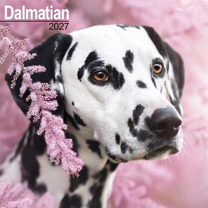 Dalmatian Calendar 2027 - Image 8