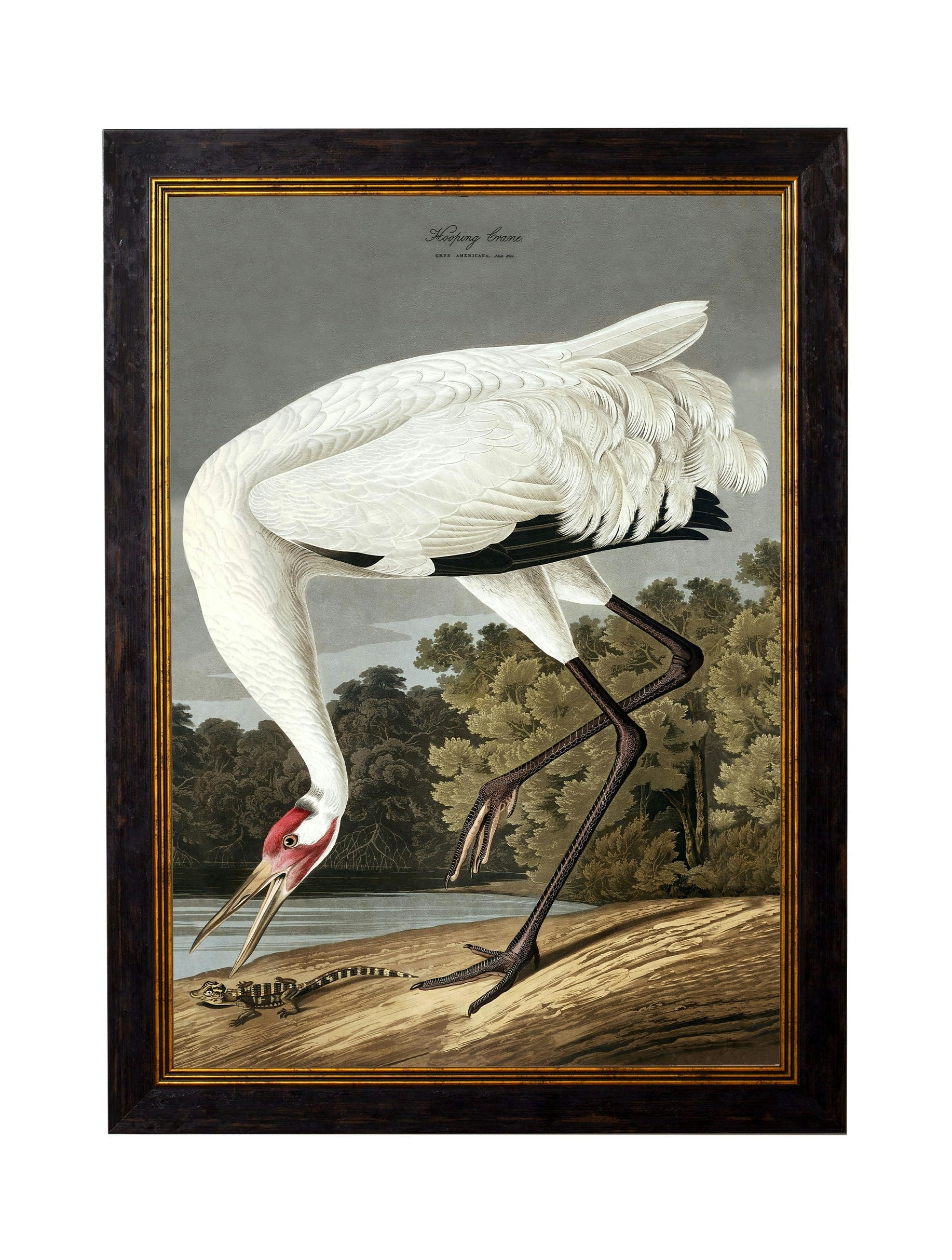 Rackhams Black C.1838 Audubon's Hooping Crane - 38 X 50Cm - No Mount