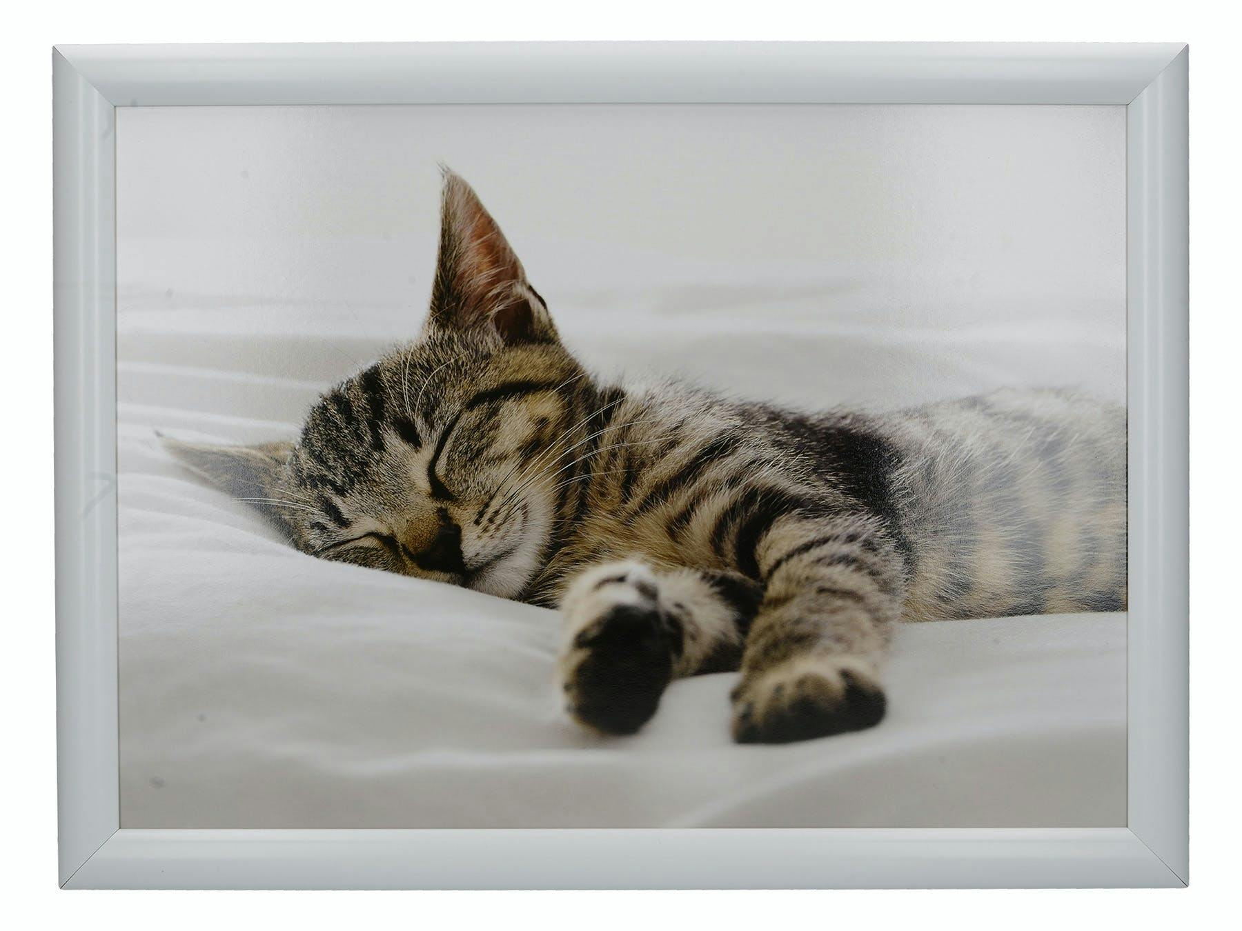 Creative Tops Unisex Multicolor Sleeping Kitten Lap Tray - Image 5
