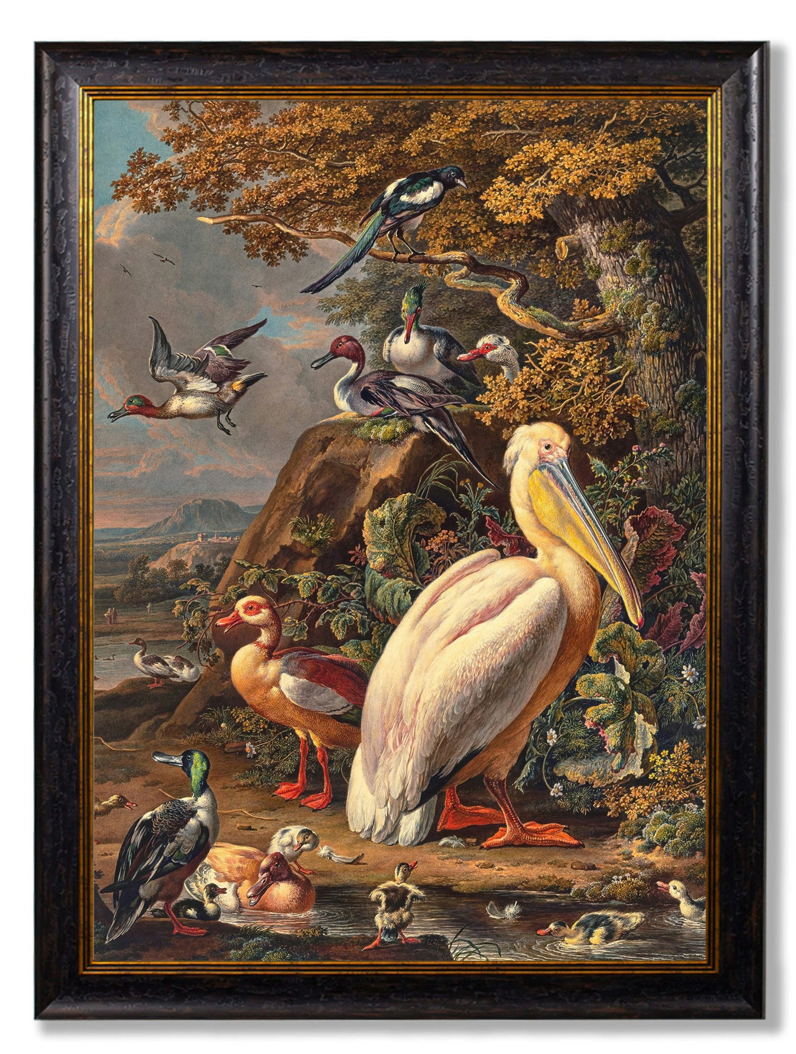 Rackhams C.1683 Pelican Painting - 38 X 50Cm - Unmounted
