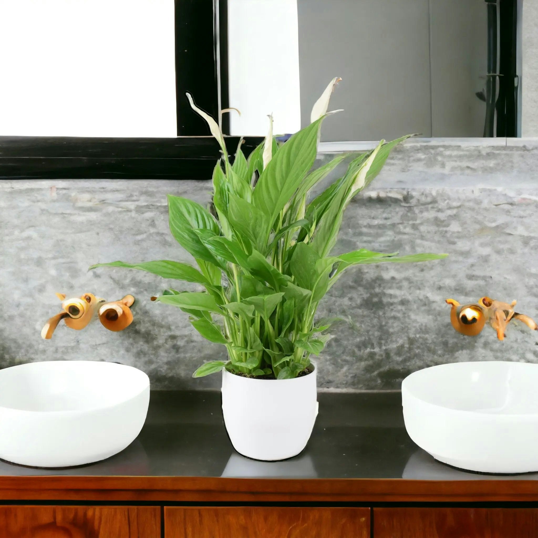 Plants By Post White Peace Lily Plant 12Cm - Air Purifying Houseplant Elegant Indoor Plant With Flowers - Ceramic
