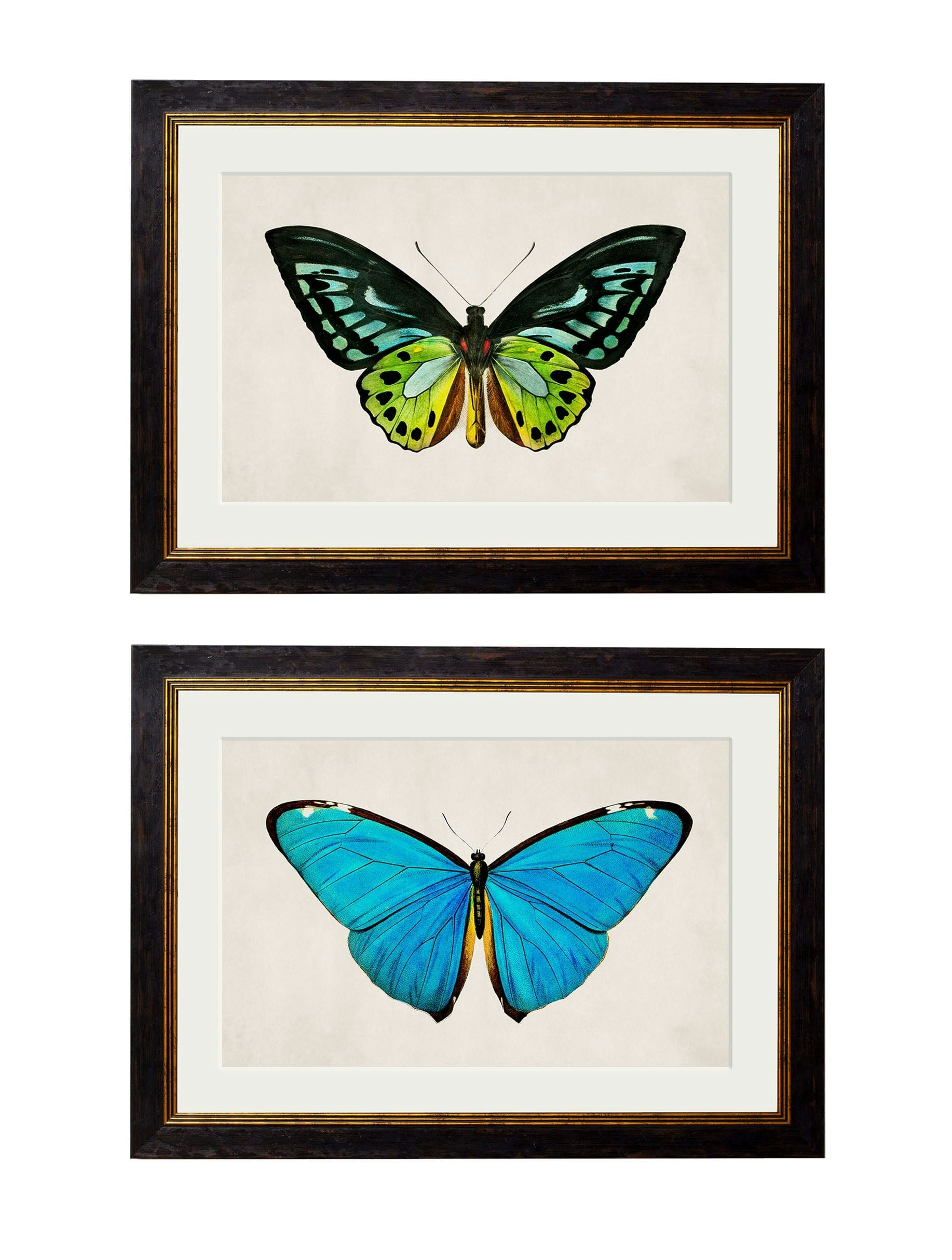Rackhams Black C.1836 Tropical Butterflies - 50 X 70Cm - Collection Of 2