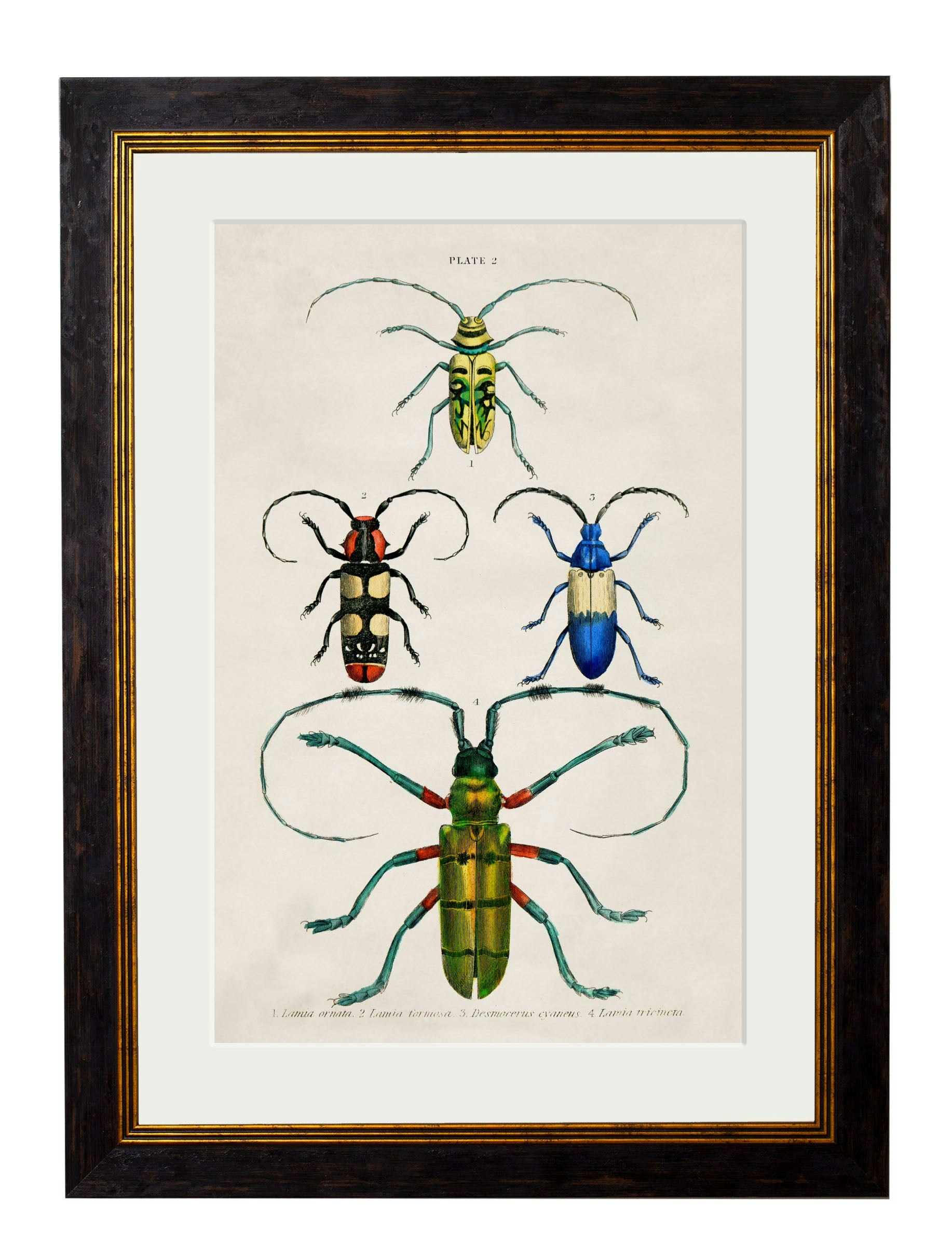 Rackhams Black C.1836 Studies Of Beetles - 50 X 70Cm - Plate 2