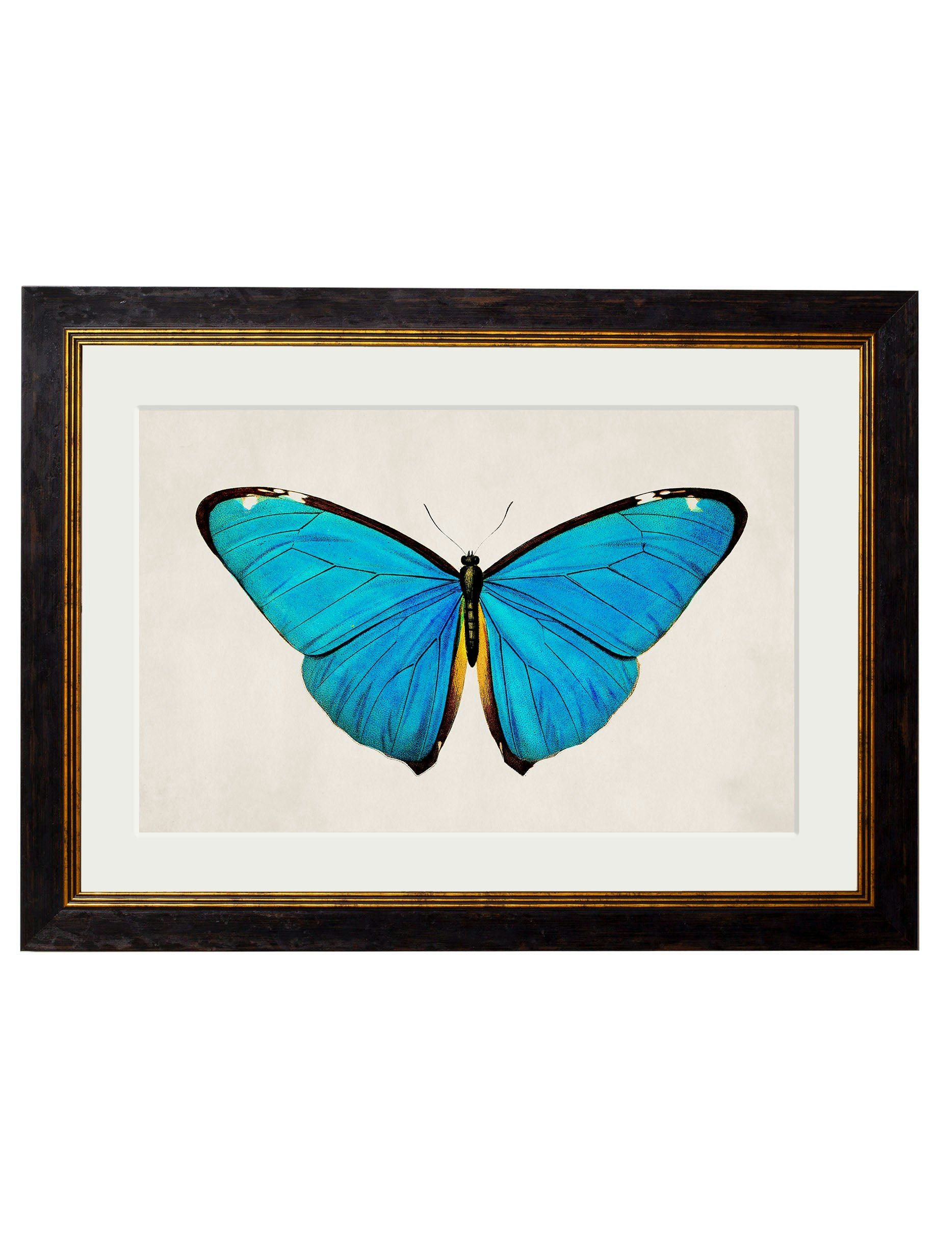 Rackhams Black/Blue C.1836 Tropical Butterflies - 50 X 70Cm - Morpho Butterfly