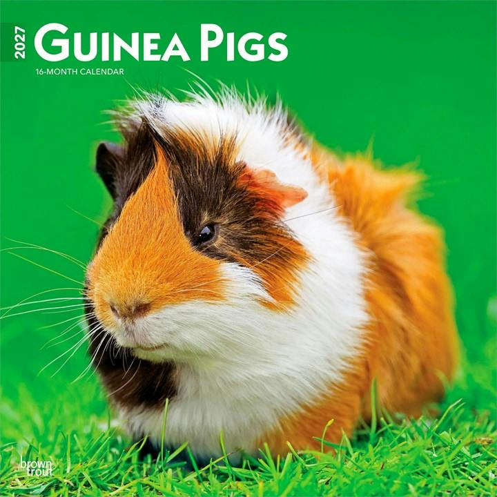 Guinea Pigs 2027 12 X 24 Inch (Hanging) Monthly Square Wall Calendar Plastic-Free Browntrout - Image 7