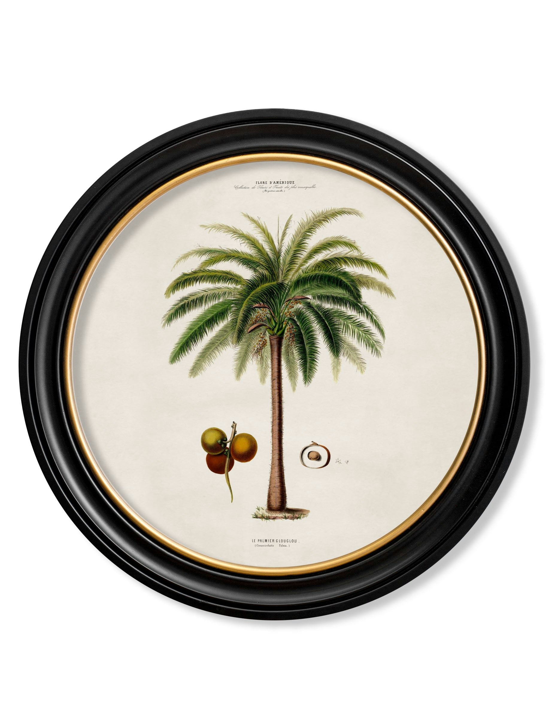 Rackhams Black C.1843 Studies Of South American Palm Trees In Round Frames - 70 X 70Cm - Macaw Palm