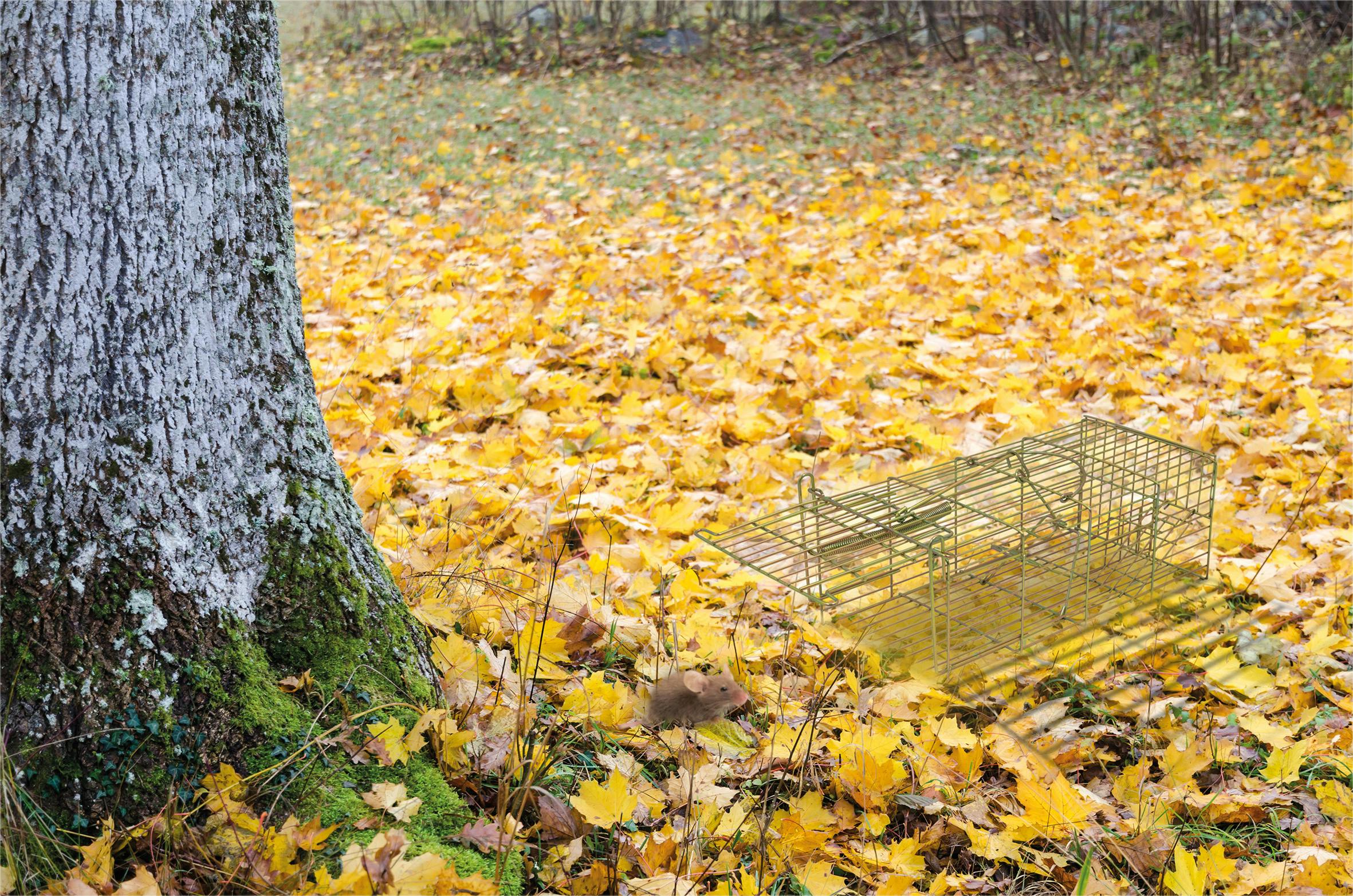 St Helens Live Animal Trap, Rodents