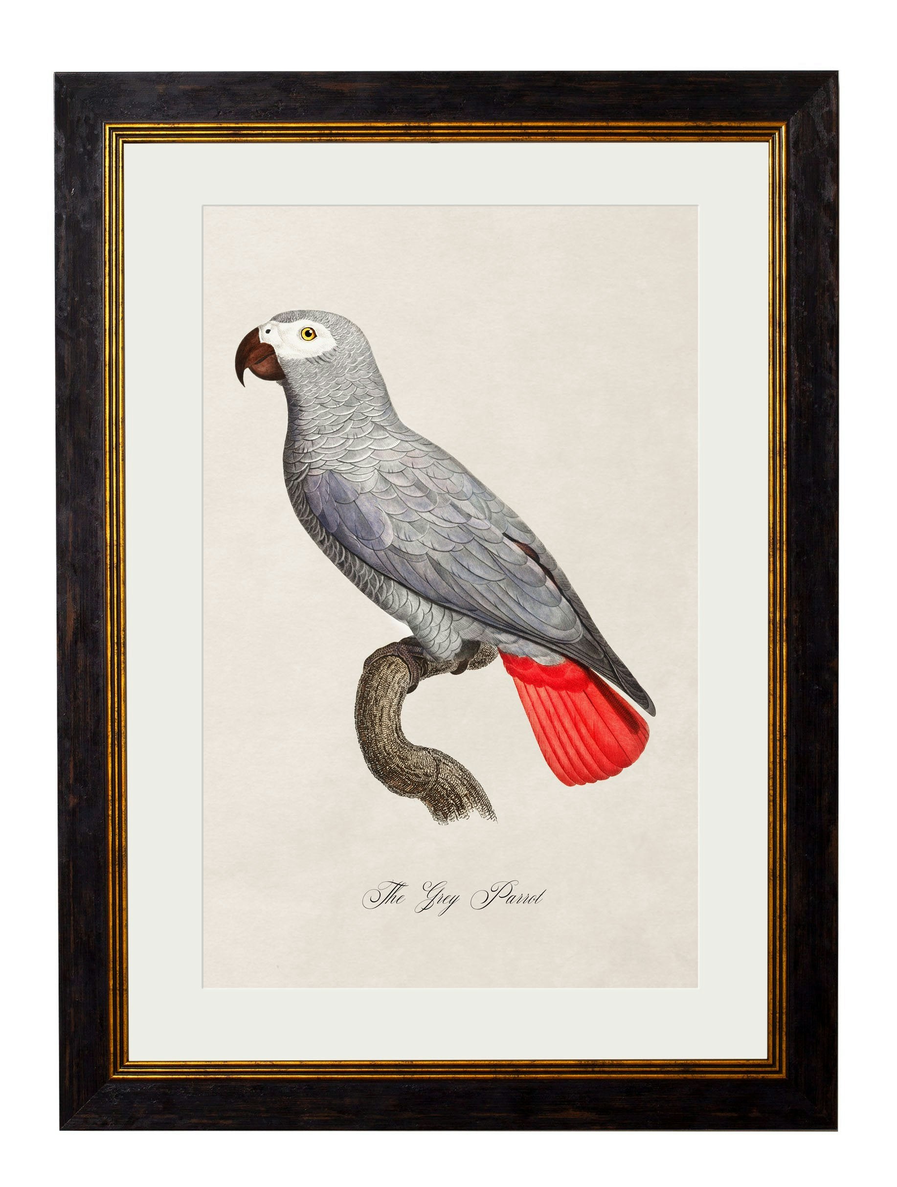 Rackhams Black/Grey C.1800's Collection Of Parrots - 38 X 50Cm - Parrot
