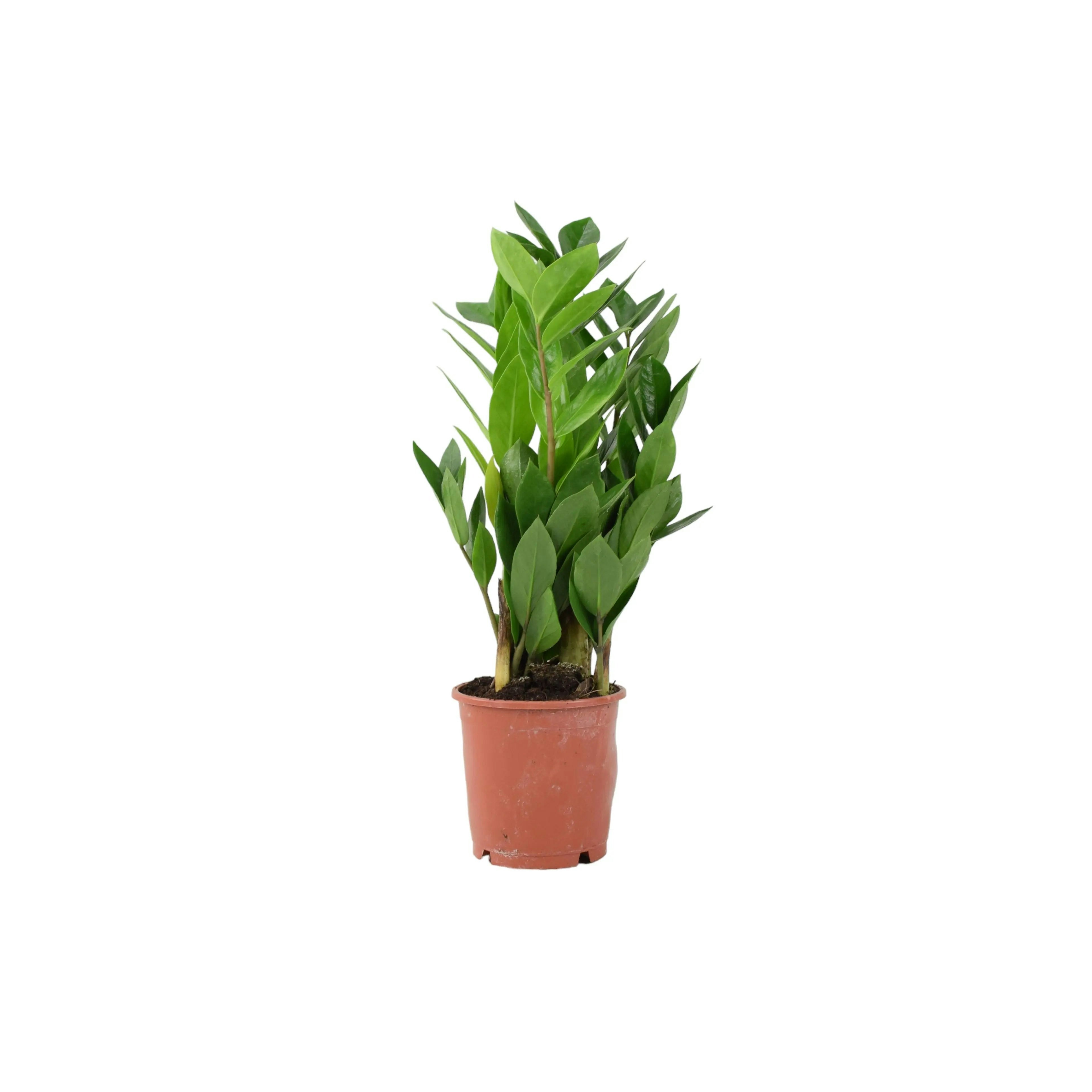 Plants By Post Dark/Green/Light Zamioculcas Zanzibar Gem In 12Cm Pot - Ultra Tough Air Purifying Houseplant - No Container