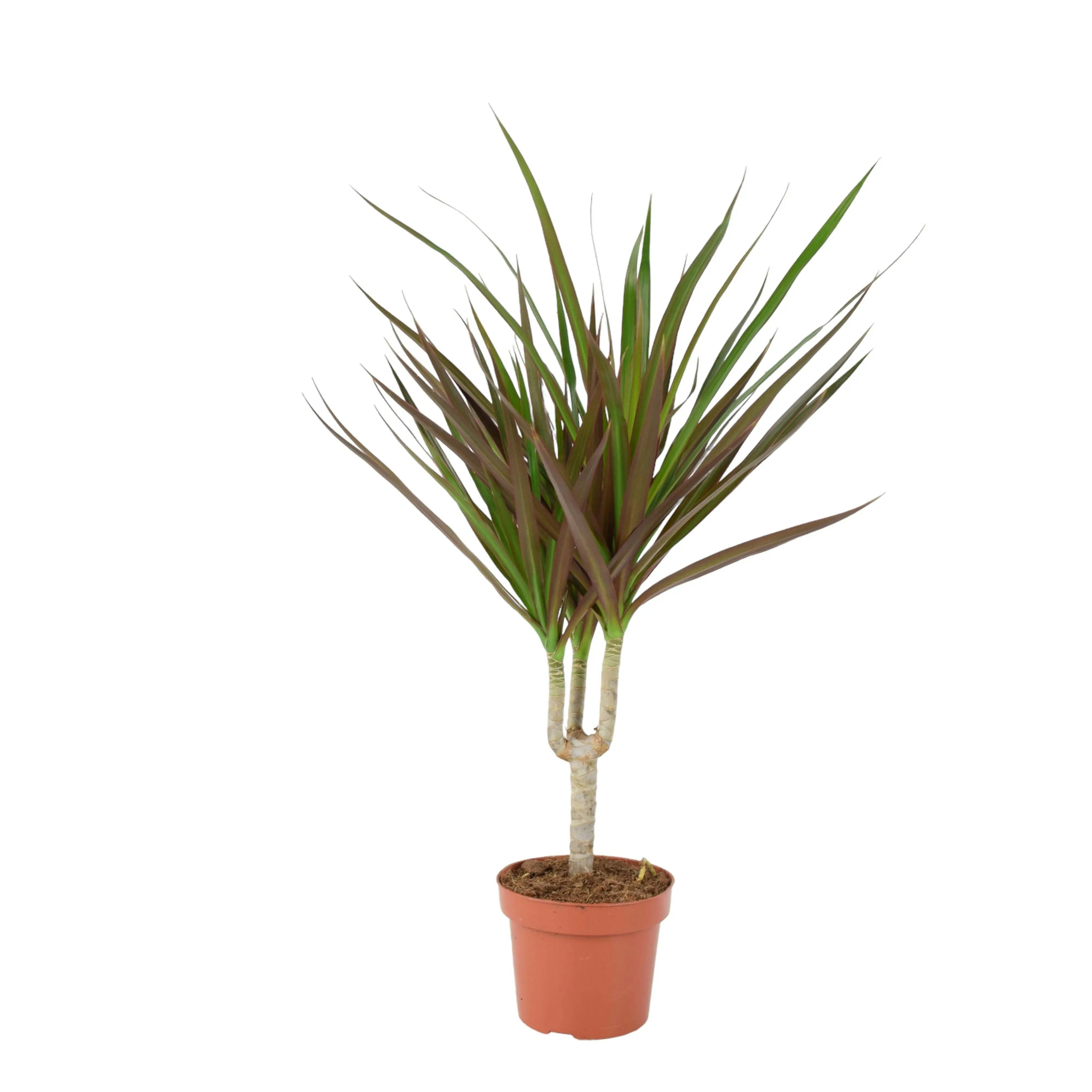 Plants By Post Green/Dark/Red Dracaena Marginata Dragon Tree - 12Cm Tropical Houseplant - No Container