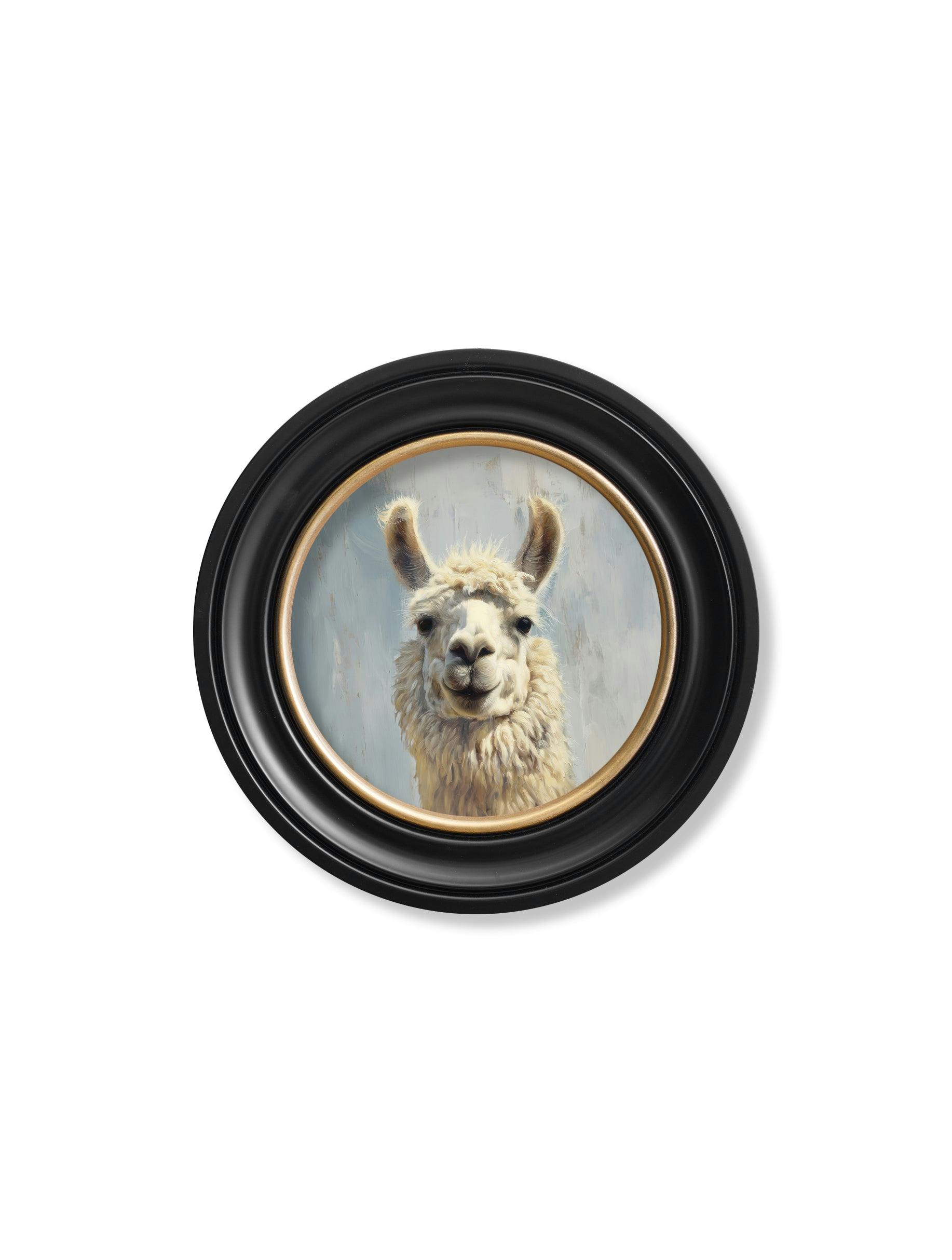 Rackhams Blue/Black/Gold The Goofy Llama - Oxford Round Frame - The Goofy Llama - 44 X 44 Cm