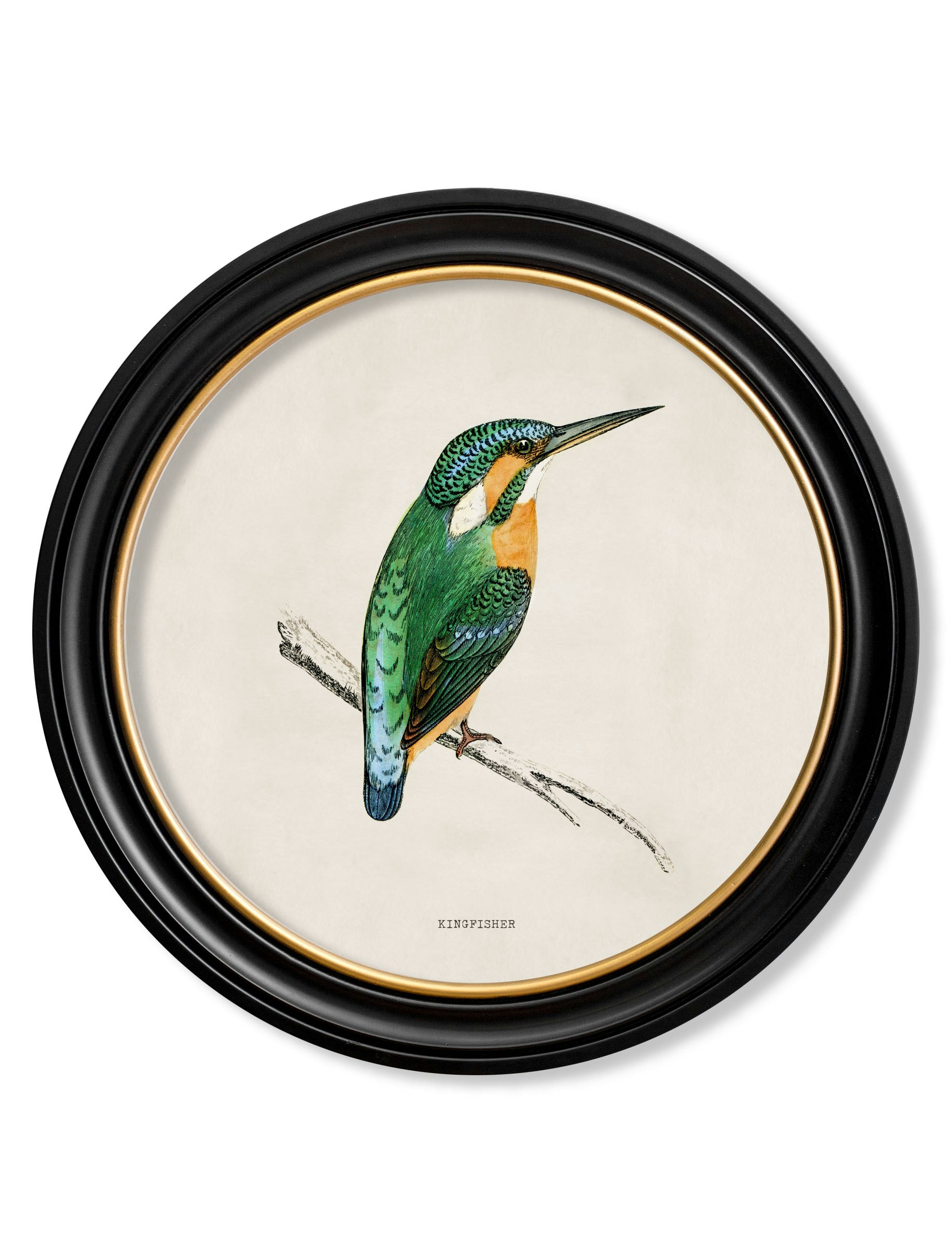 Rackhams Black C.1870 Kingfisher And Bee Eater - 70 X 70Cm - Kingfisher