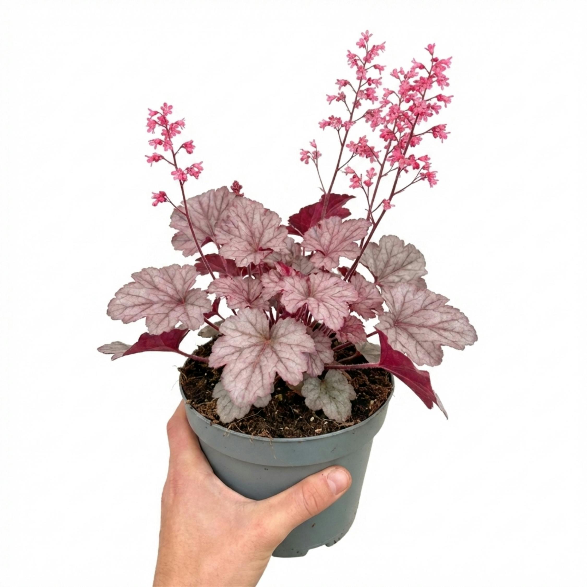 Pink Heuchera Fizz Hardy Perennial Plant 2L Pot