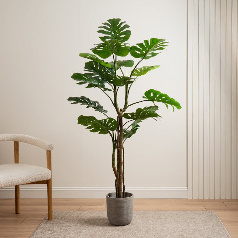 Scottish Everlastings Black 160Cm Real Touch Monstera