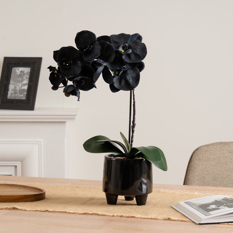 Scottish Everlastings Ltd Unisex Black Artificial Orchid In Ceramic Pot - Image 4