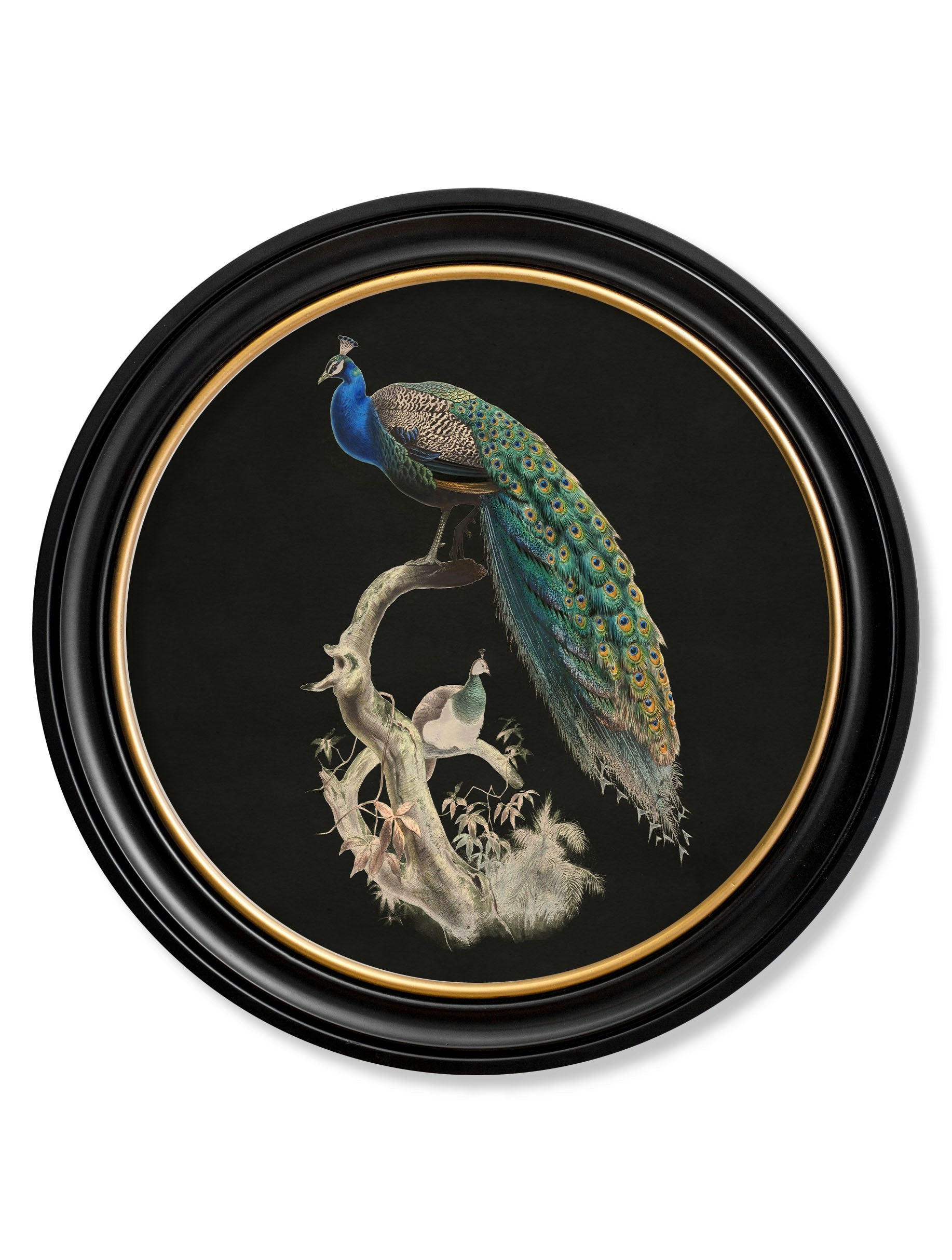 Exceptional Art Dark/Black C.1847 Peacocks In Round Frames - 70 X 70Cm - Left Facing Peacock