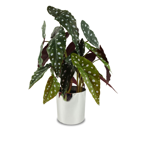 Artificial Plants