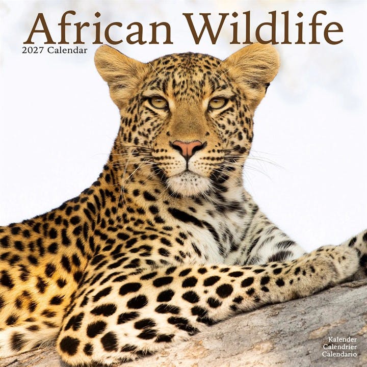 African Wildlife 2027 Calendar | Square Wall Calendar | Animal Gift | Plastic Free Packaging | by Avonside Publishing - Image 6