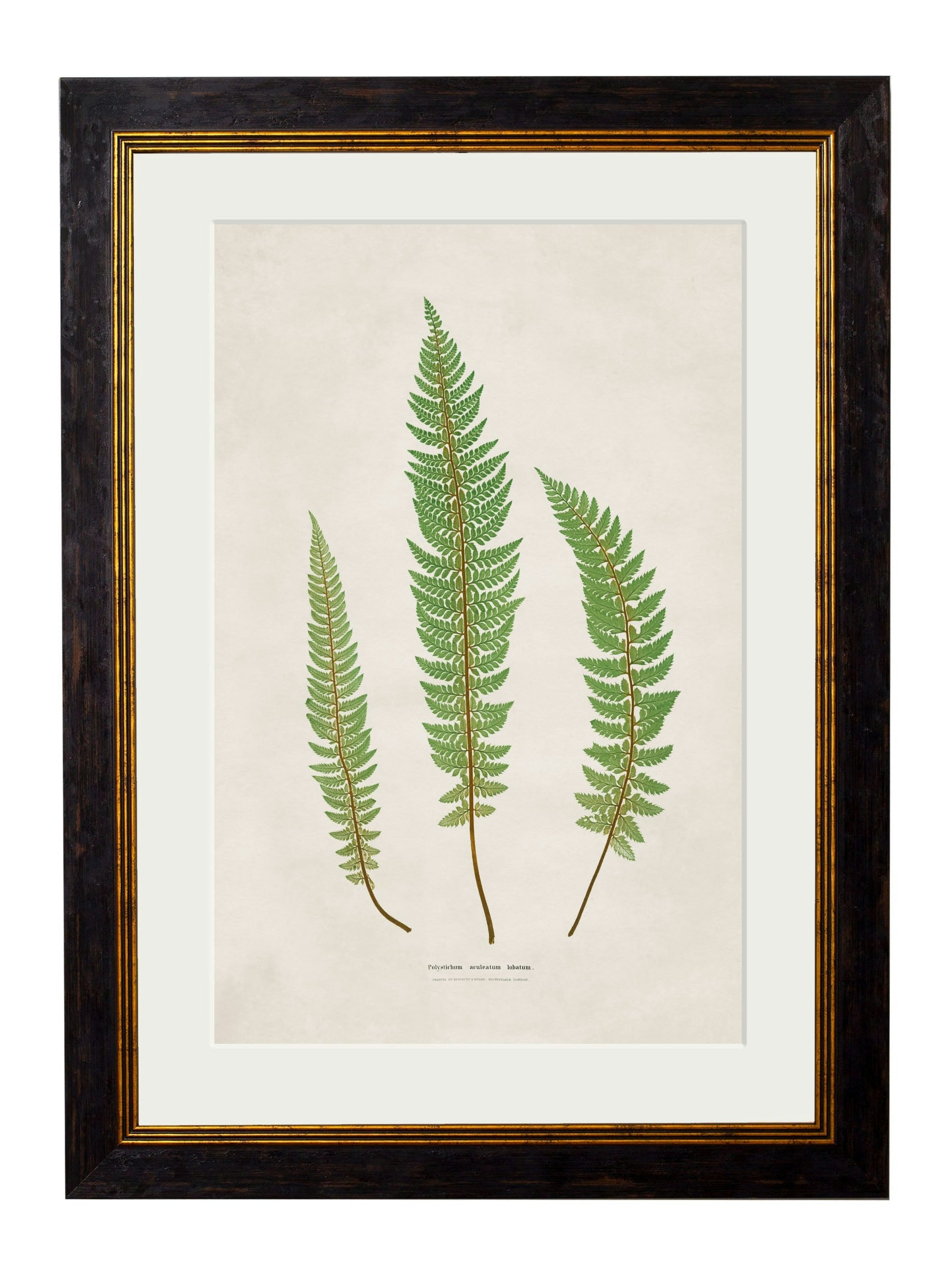 Rackhams Black C.1831 Collection Of Ferns - 38 X 50Cm - Prickly Fern