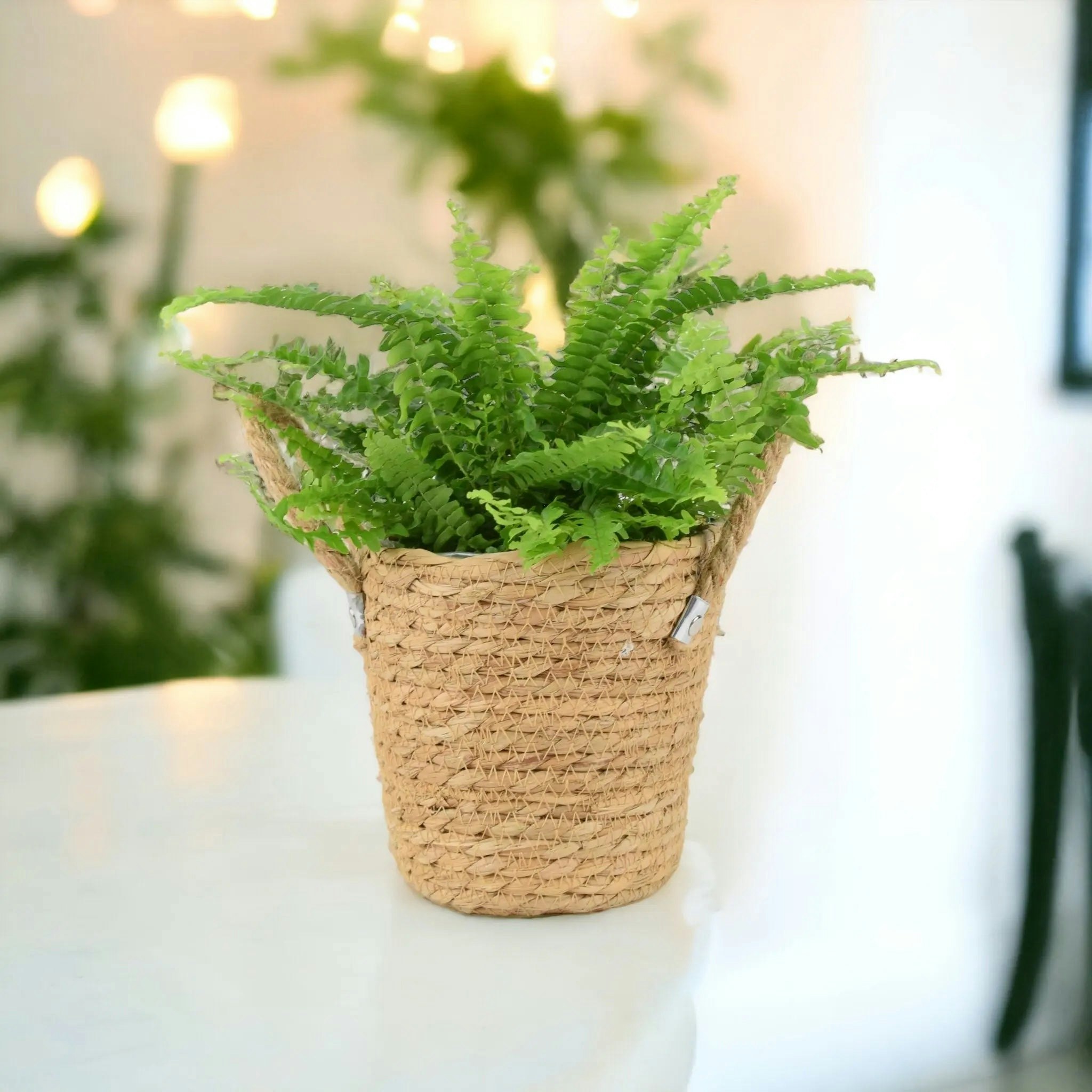 Plants By Post Green/White Boston Fern (Nephrolepis) In 12Cm Ceramic Pot – Air-Purifying Pet-Safe Houseplant - Basket Seagrass With Handles