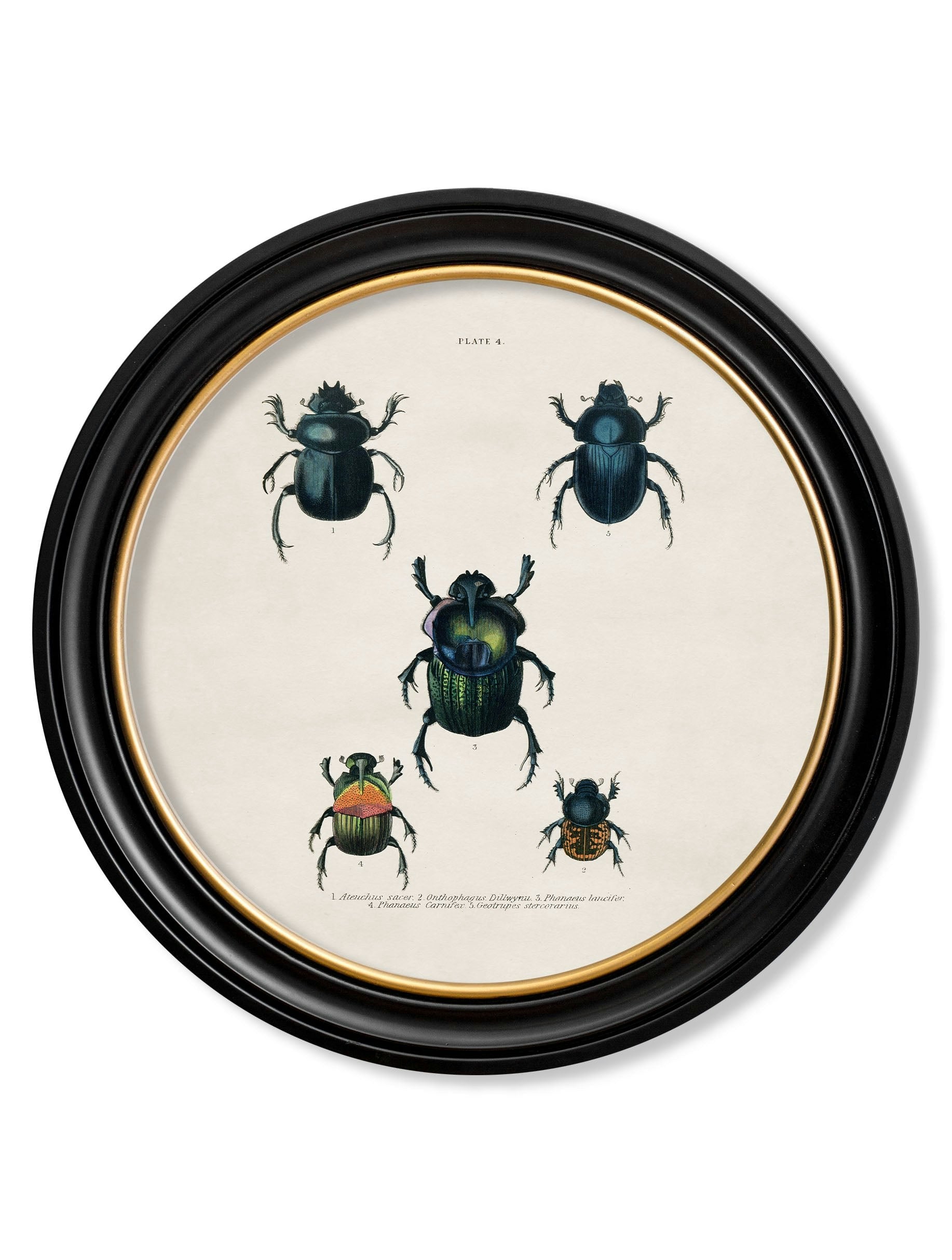 Rackhams Black C.1836 Beetle Plates - Round Frame - 70 X 70Cm - Plate 4
