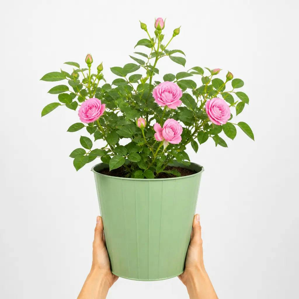 - 3L Mum In A Million Pink Rose Bush With Metal Vertical Line Green PlanterFlowering Garden Plant - Image 2