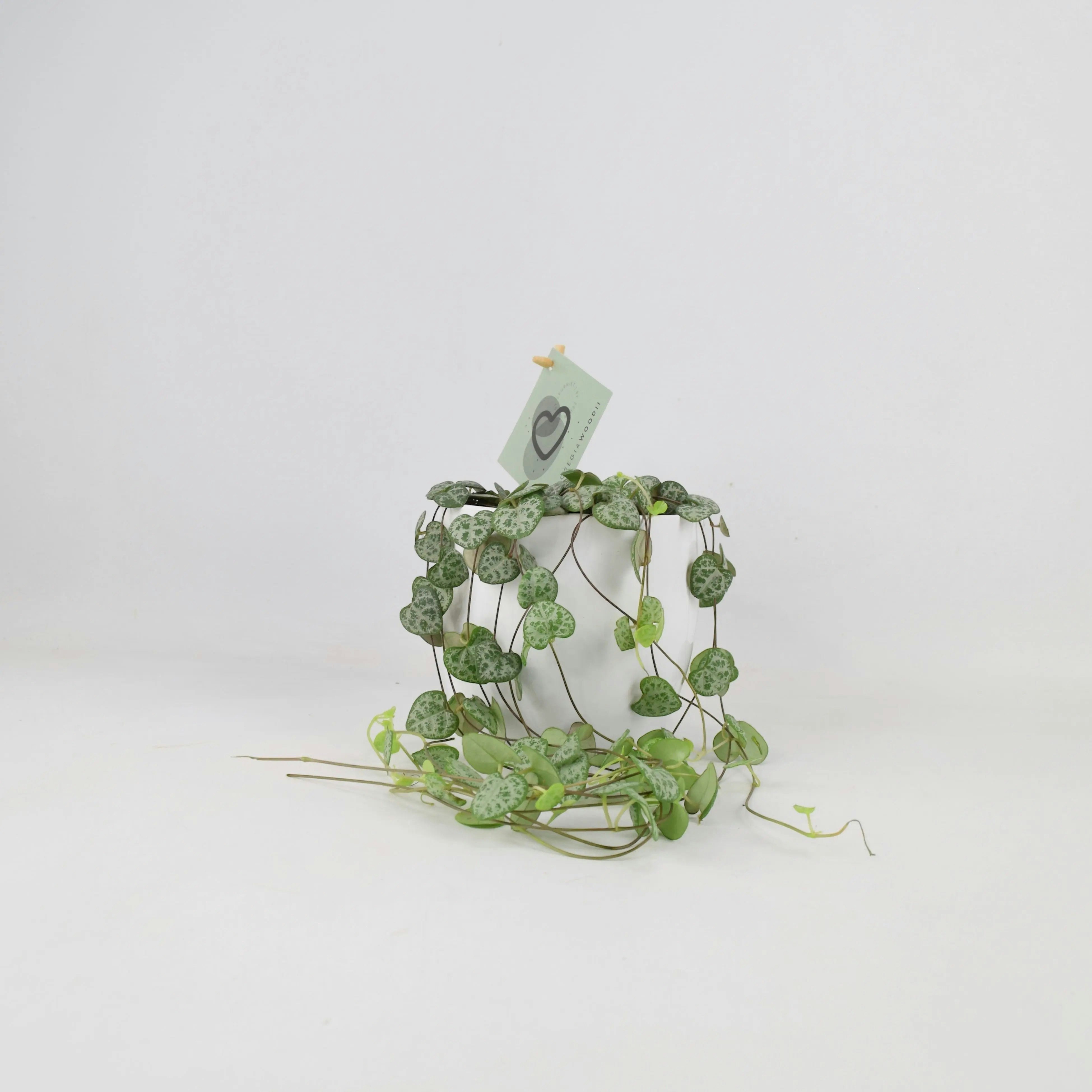 Plants By Post White String Of Hearts Plant In 12Cm Pot – Trailing Indoor Houseplant – Ceropegia Woodii - Ceramic