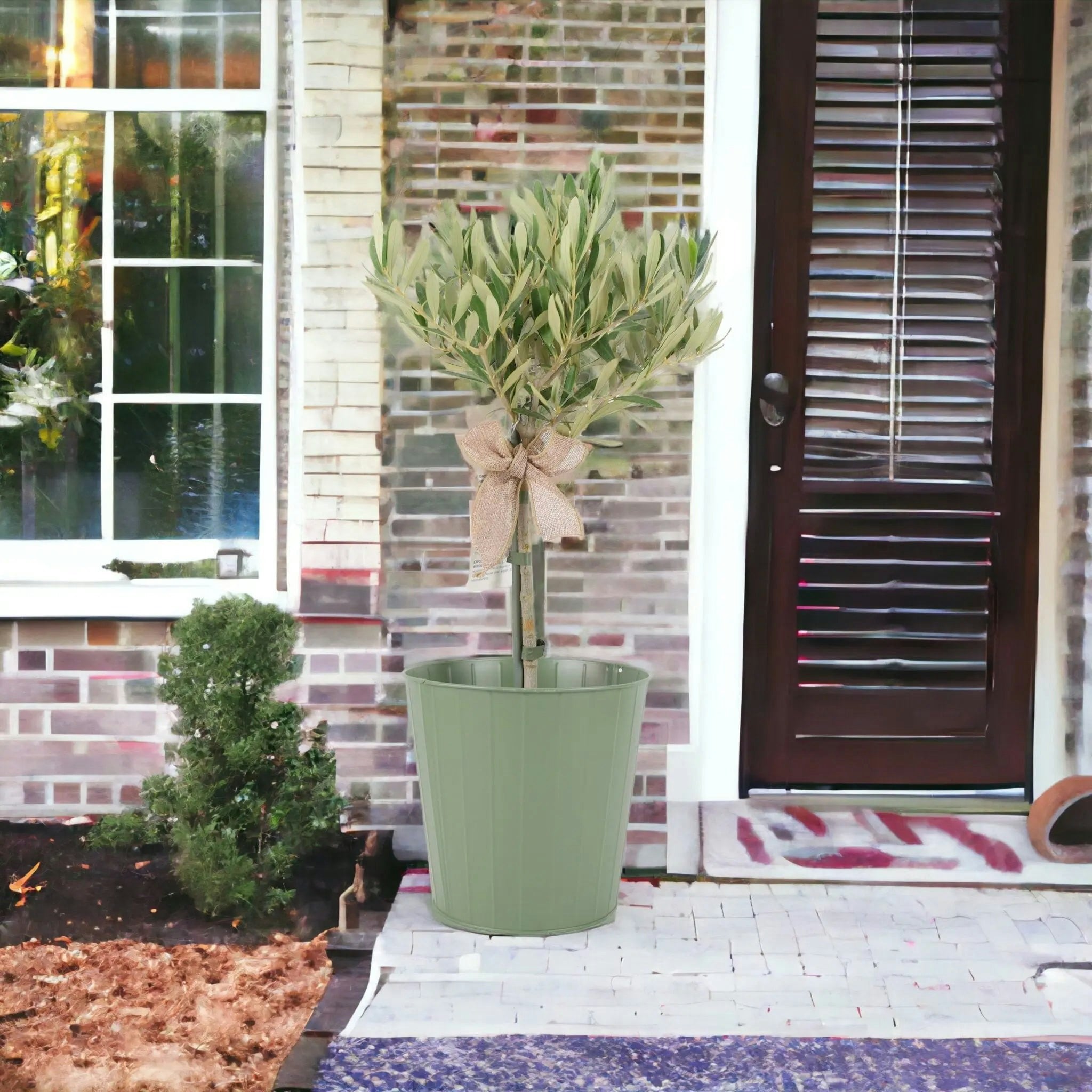 Plants By Post Green Olive Tree 50-60Cm - Mediterranean Garden Plant - Metal Vertical Line & Bow