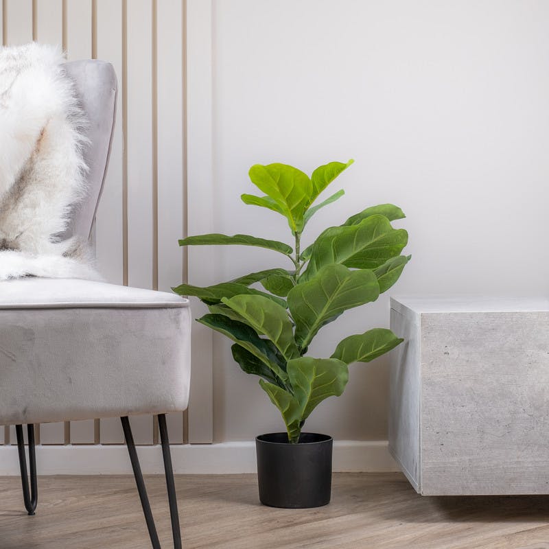 Scottish Everlastings 70Cm Real Touch Fiddleleaf Fig