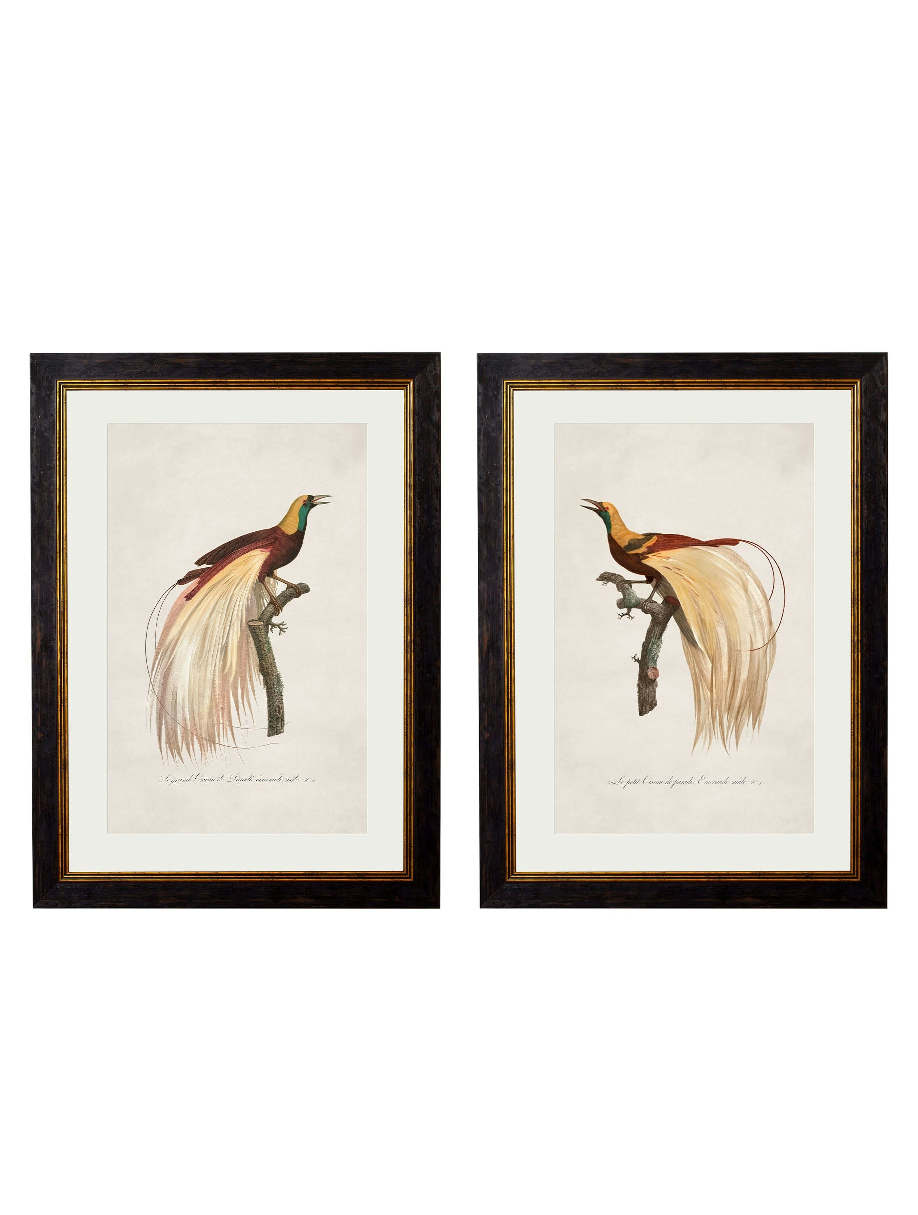 Rackhams Black C.1809 Birds Of Paradise - 38 X 50Cm - Collection Of 2