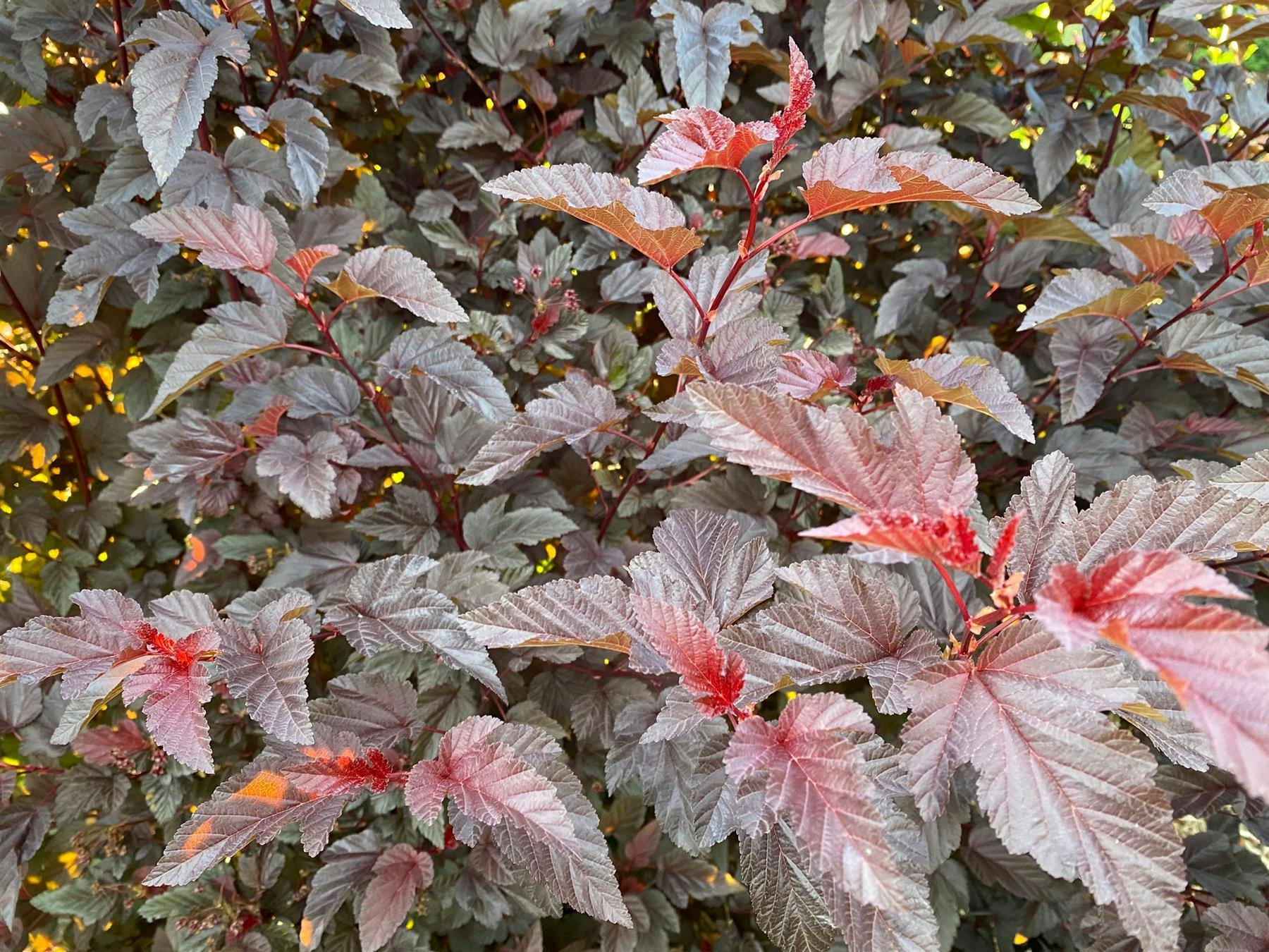 Direct Plants Red Physocarpus Lady In Shrub 3.5-4Ft Tall Extra Large In A 7.5 Litre Pot By - 1 - 7.5L - Pot