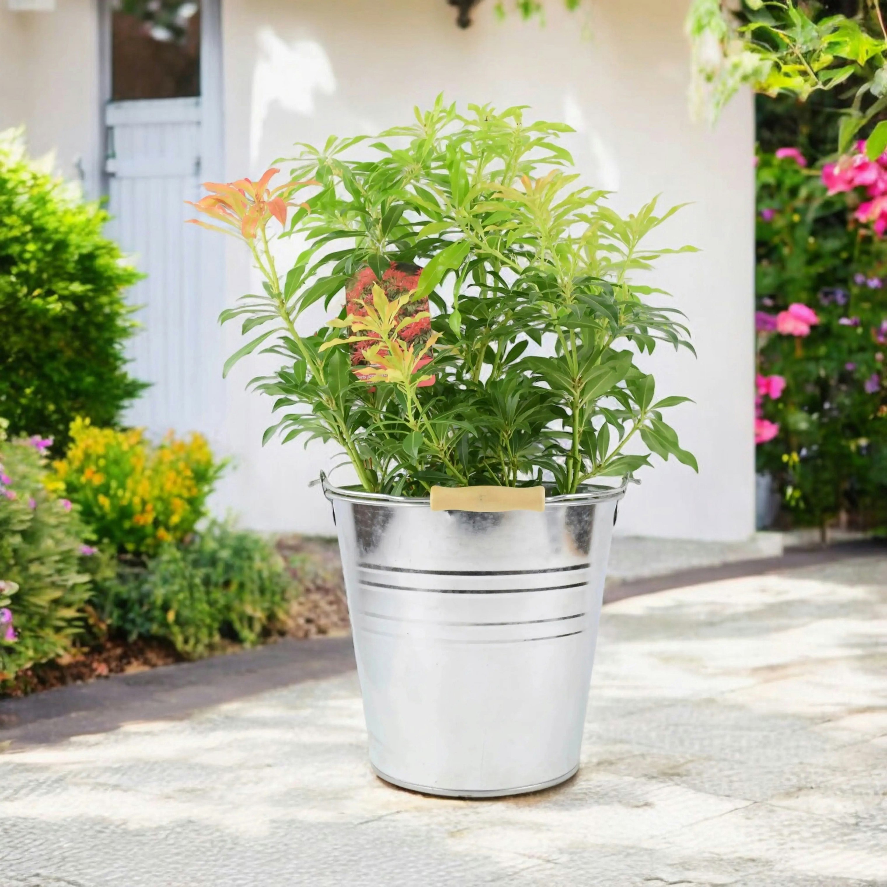 Red/Pink/Cream Pieris Forest Flame 5L Pot - Vibrant Evergreen Shrub - Metal Zinc Pail