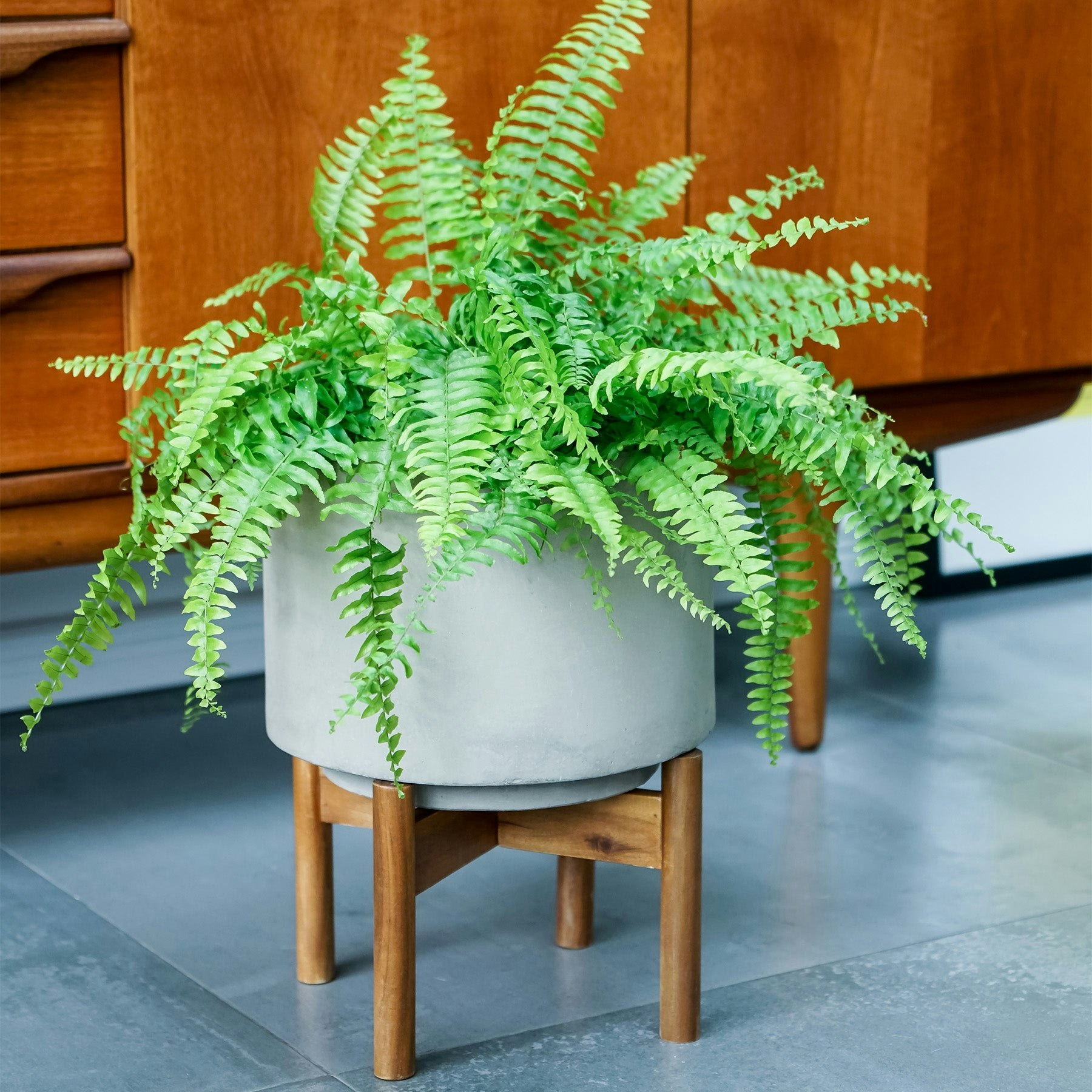 Rackhams Grey Vigo Concrete Planter With Stand - 28Cm