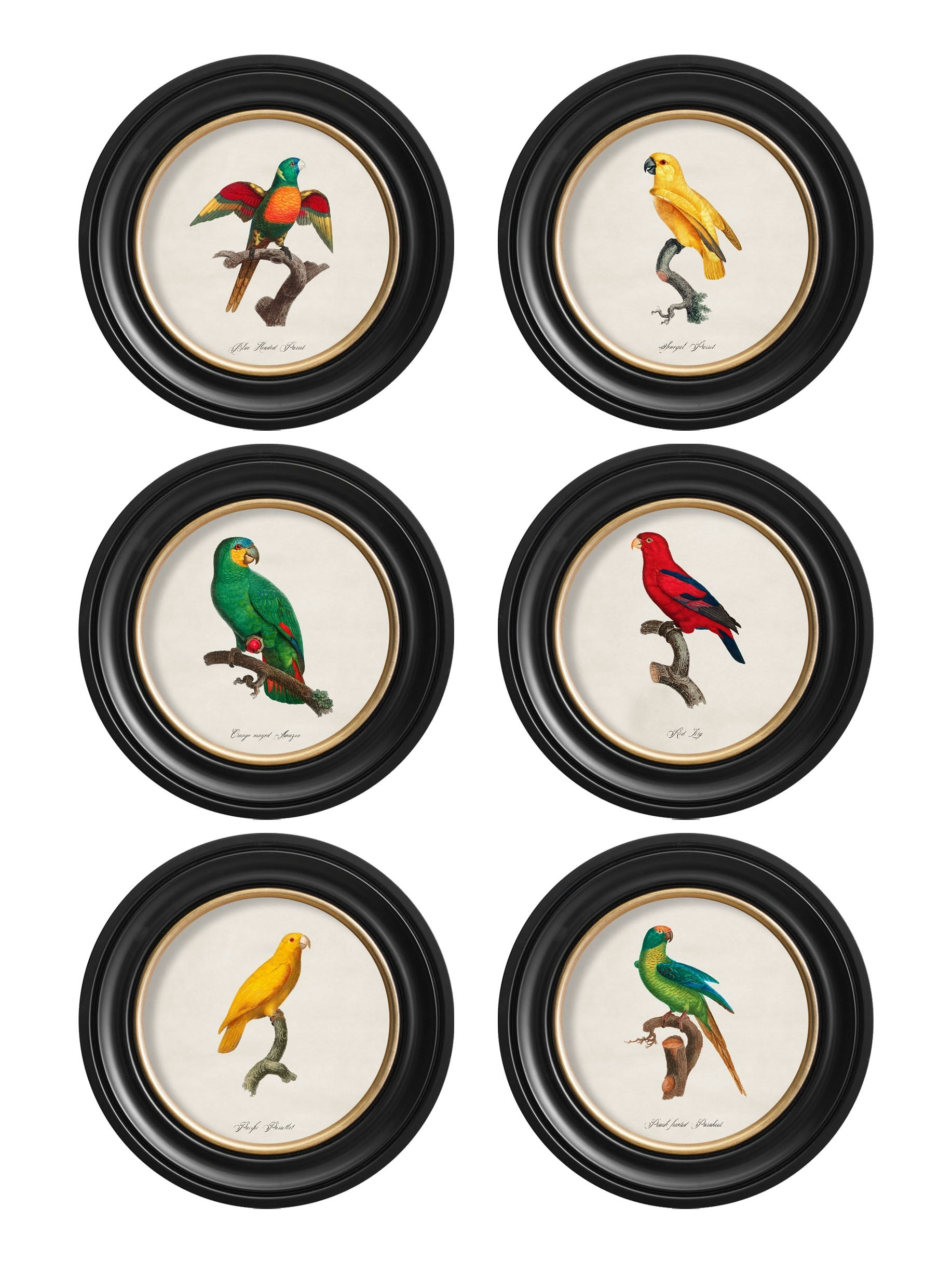Rackhams Black C.1800's Collection Of Parrots In Round Frames 2 - 44 X 44Cm - Collection Of 6