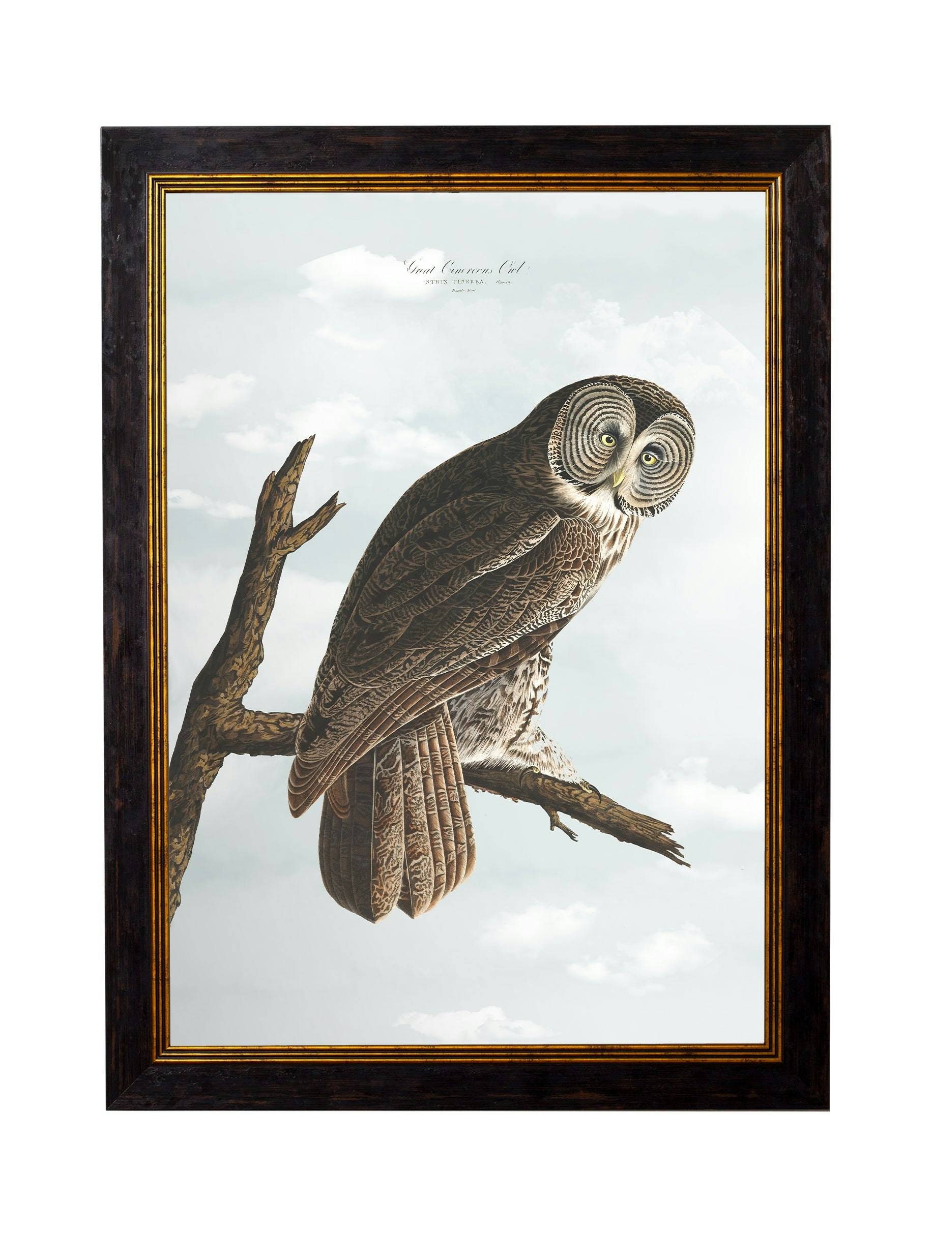 Rackhams Black C.1838 Audubon's Owls - 70 X 95Cm - Cinereous Owl