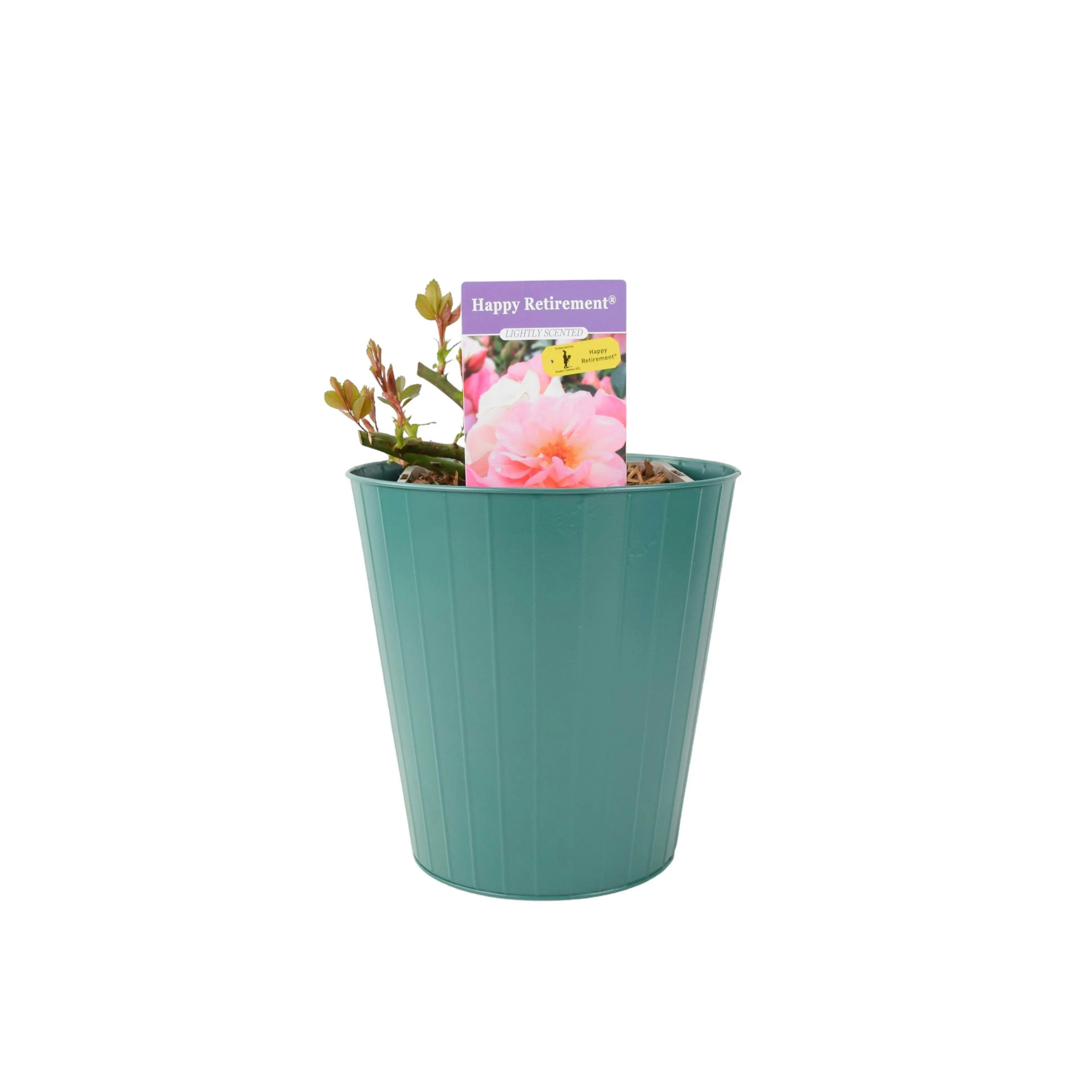 Plants By Post Peach Happy Retirement Rose - Pale Flowers, 5.5L Pot - Gift Rose - Metal Teal Vertical Line
