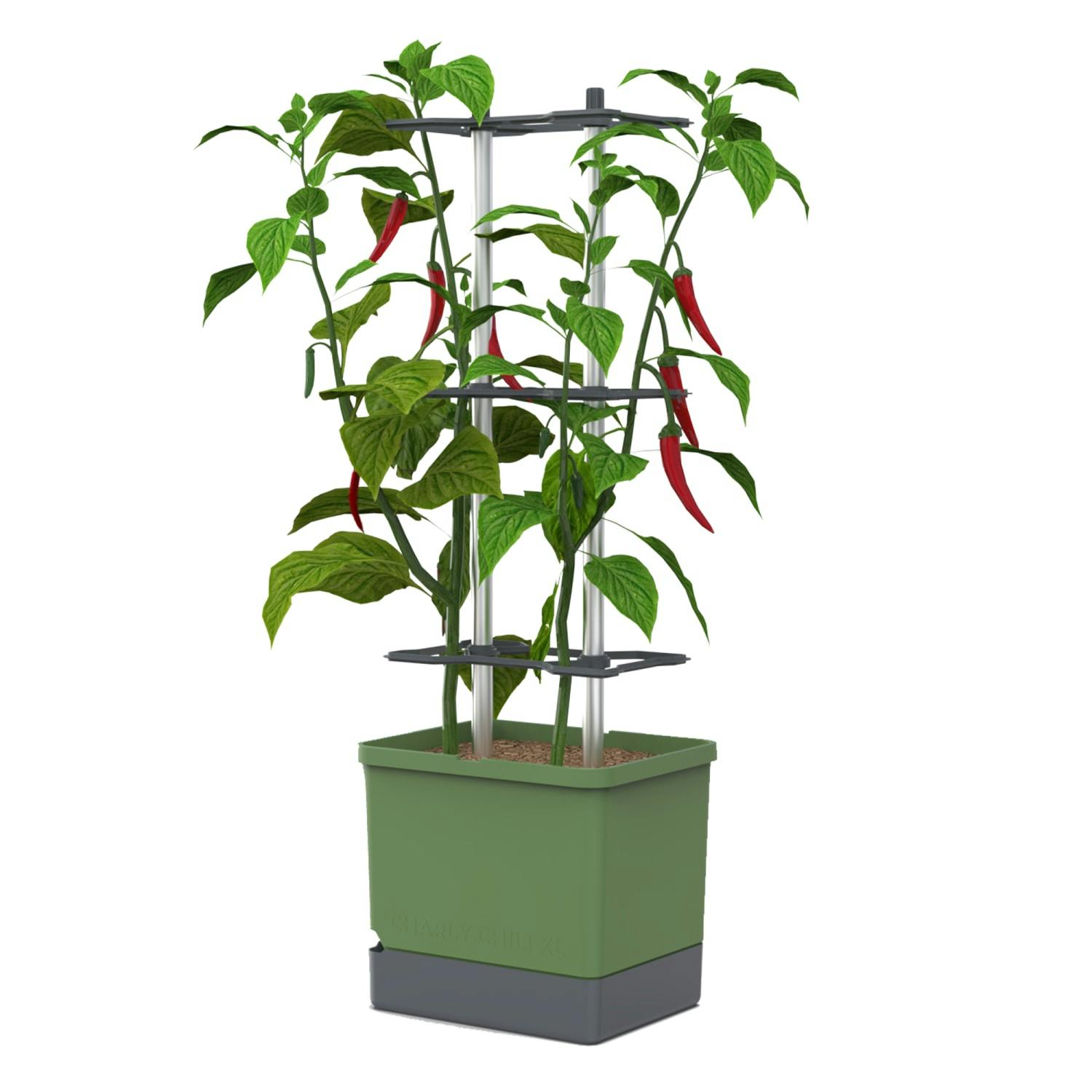 Gusta Garden Dark/Green Charly Chili Chili Pot With Water Tank & Climbing System - 10 Litres
