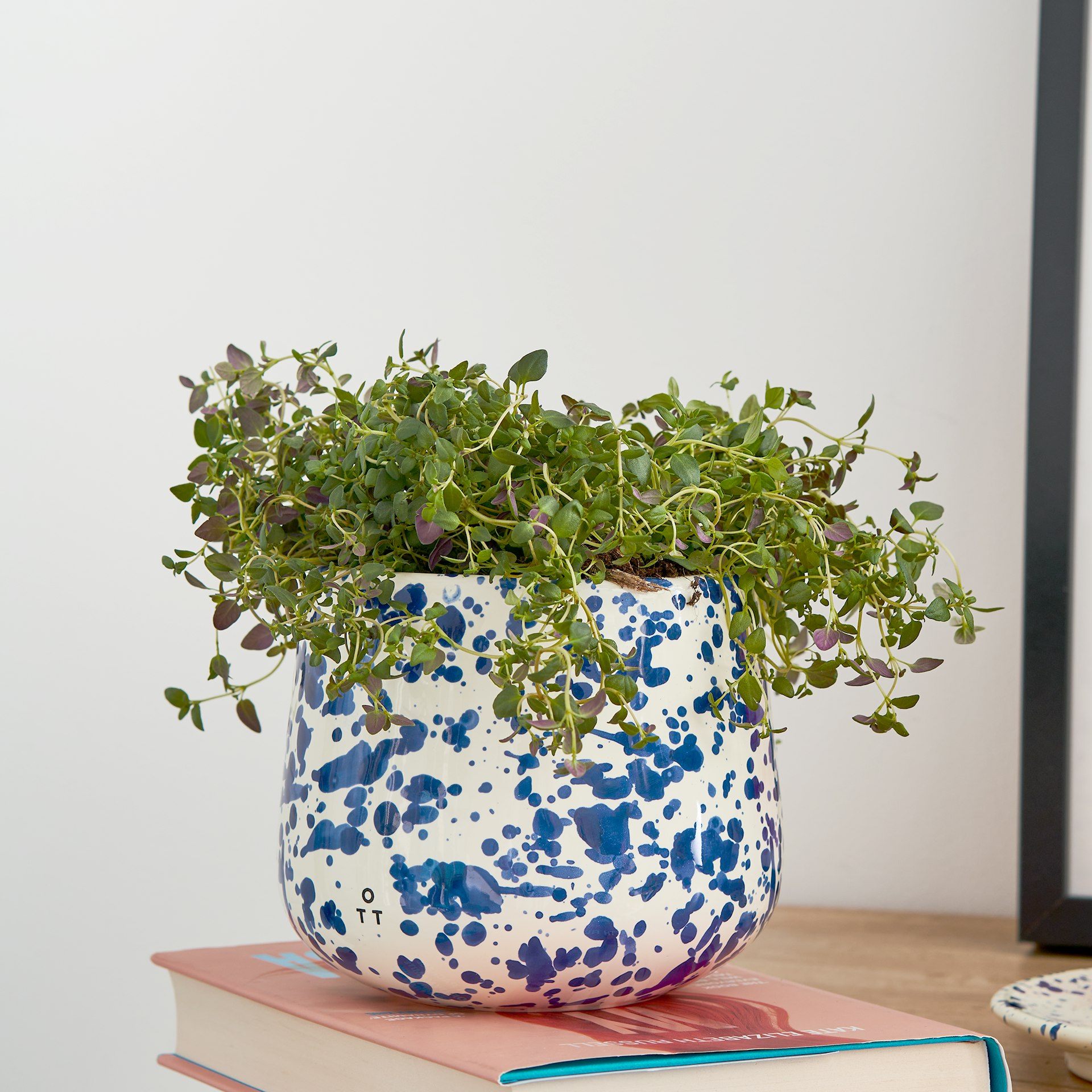 Hot Pottery Indoor Planter Blueberry