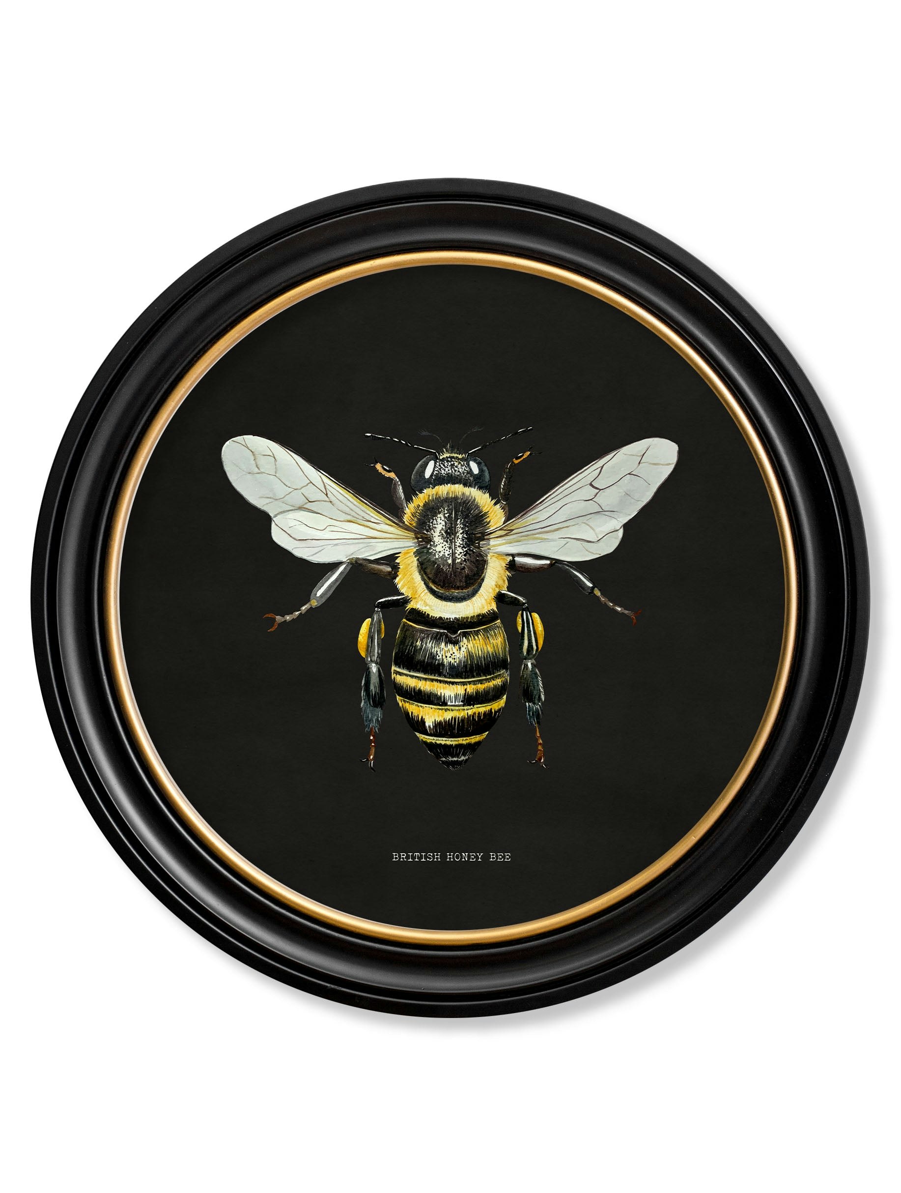 Exceptional Art Dark/Black C892 British Bees Round Frame - 70 X 70Cm - British Honey Bee