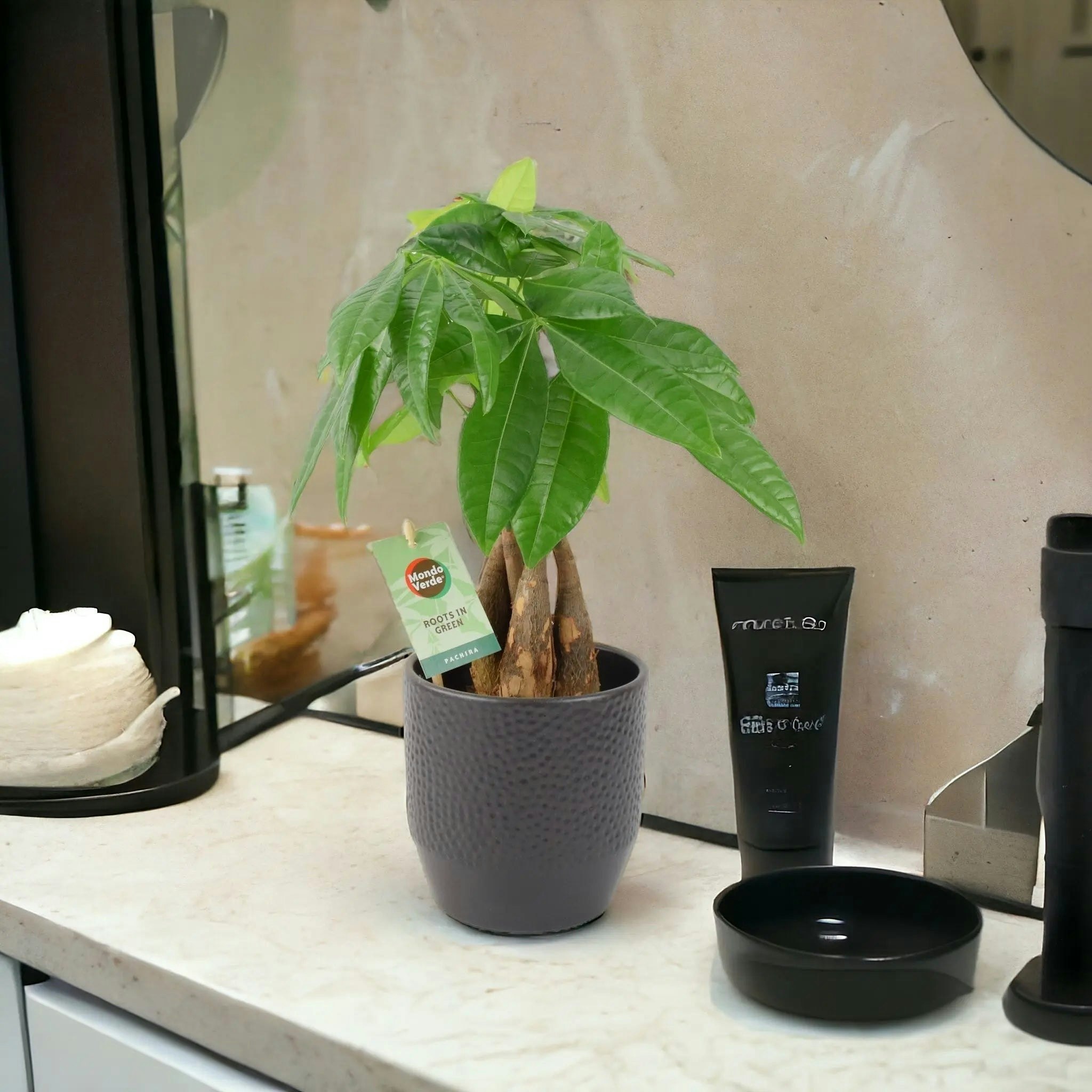 Plants By Post Anthracite Pachira Money Tree 12Cm - Braided Trunk Lucky Houseplant - Ceramic Ewi Dot