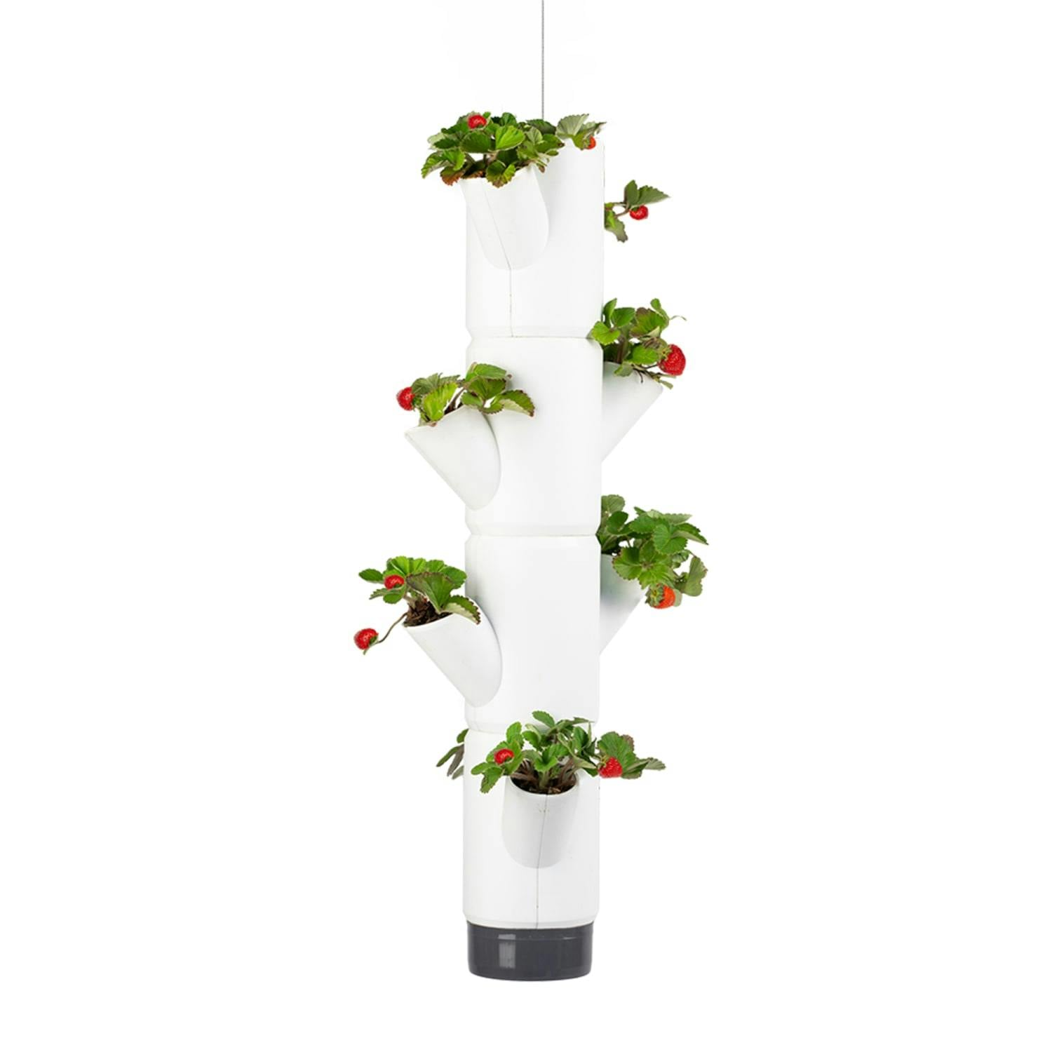 Rackhams White Sissi Strawberry Easy-Watering Strawberry Tree - Hanging