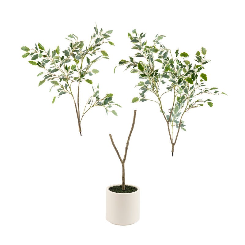 Scottish Everlastings 150Cm Real Touch Ficus Tree Kd