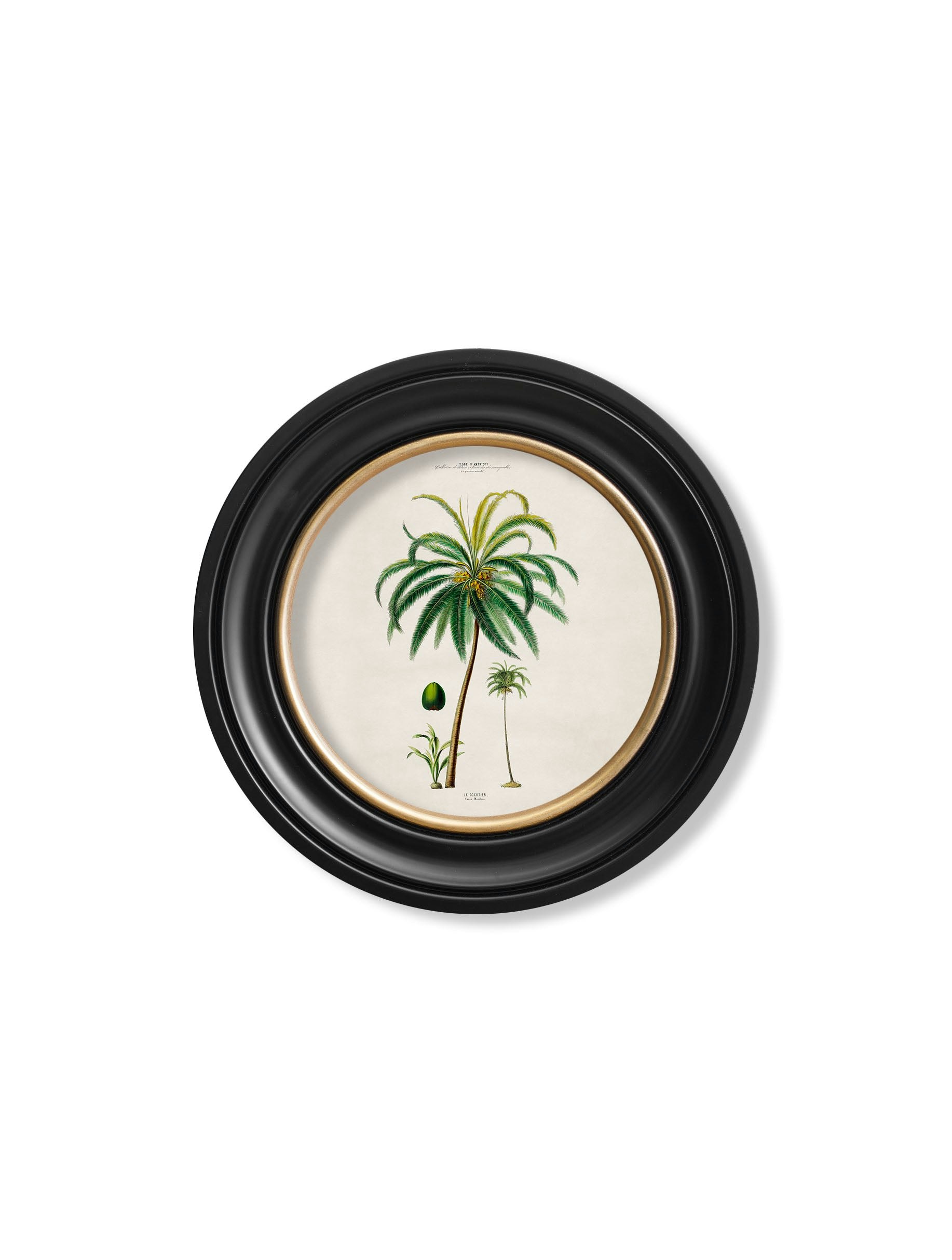 Rackhams Black C.1843 Studies Of South American Palm Trees In Round Frames - 44 X 44Cm - Coconut Palm
