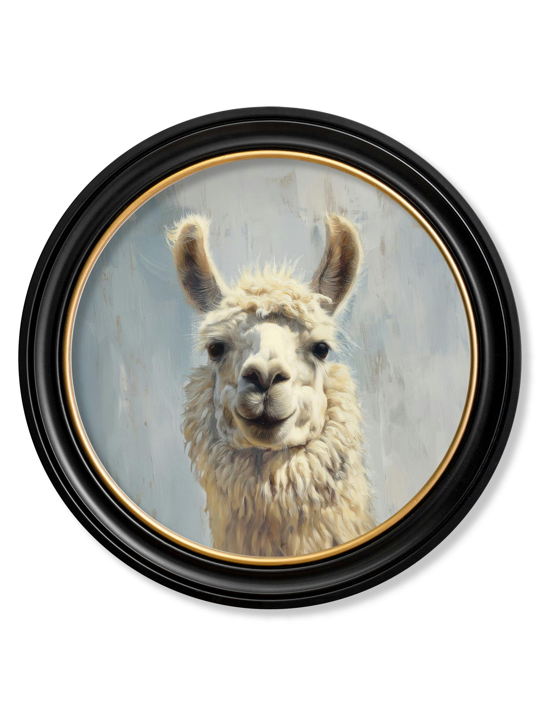 Rackhams Blue/Black/Gold The Goofy Llama - Oxford Round Frame - The Goofy Llama - 70 X 70Cm